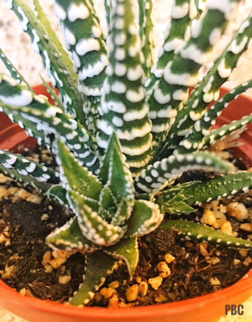 Zebra CactusHaworthia fasciata Succulent Plum Bird Corner