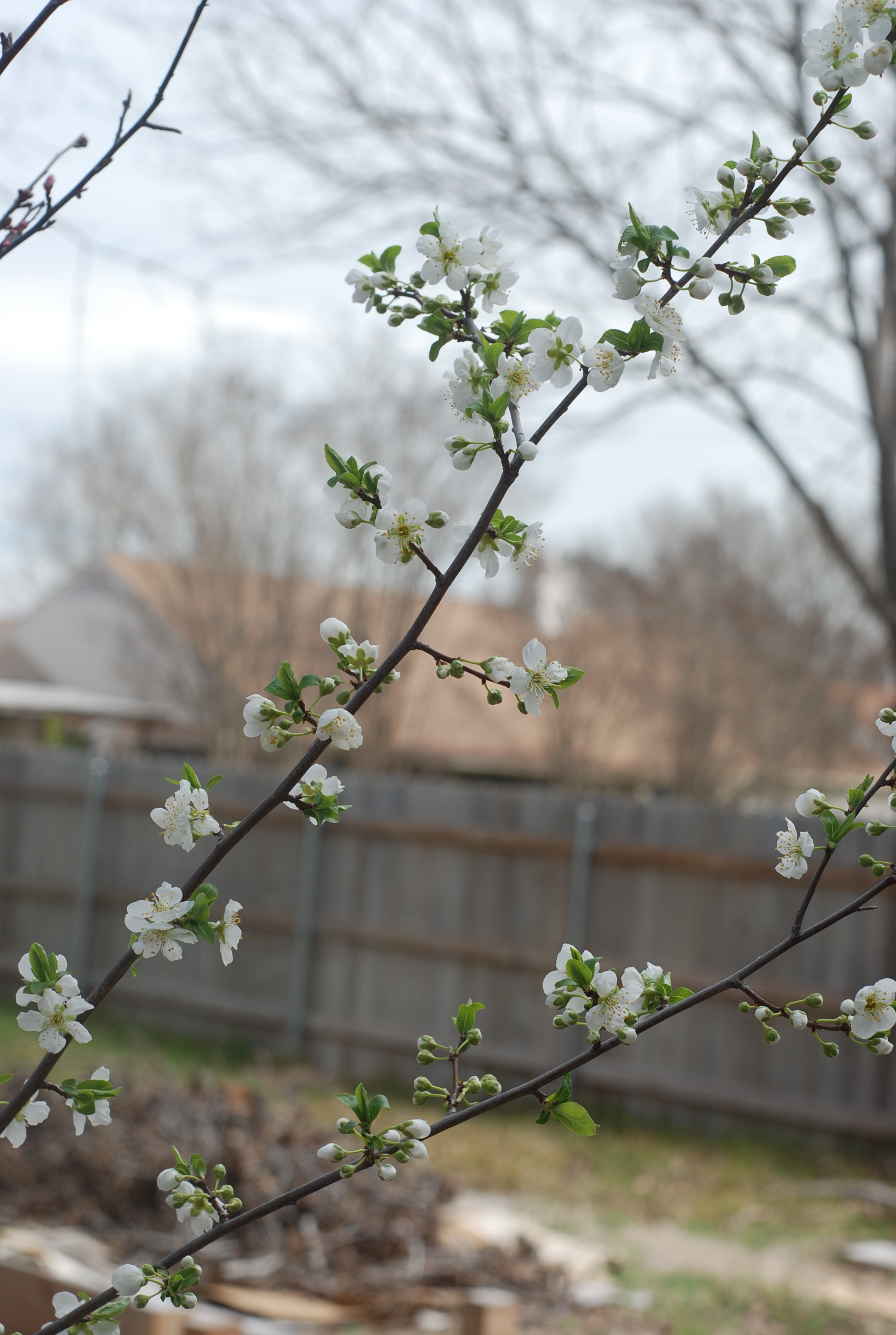 Plums. A history. « plumdirt