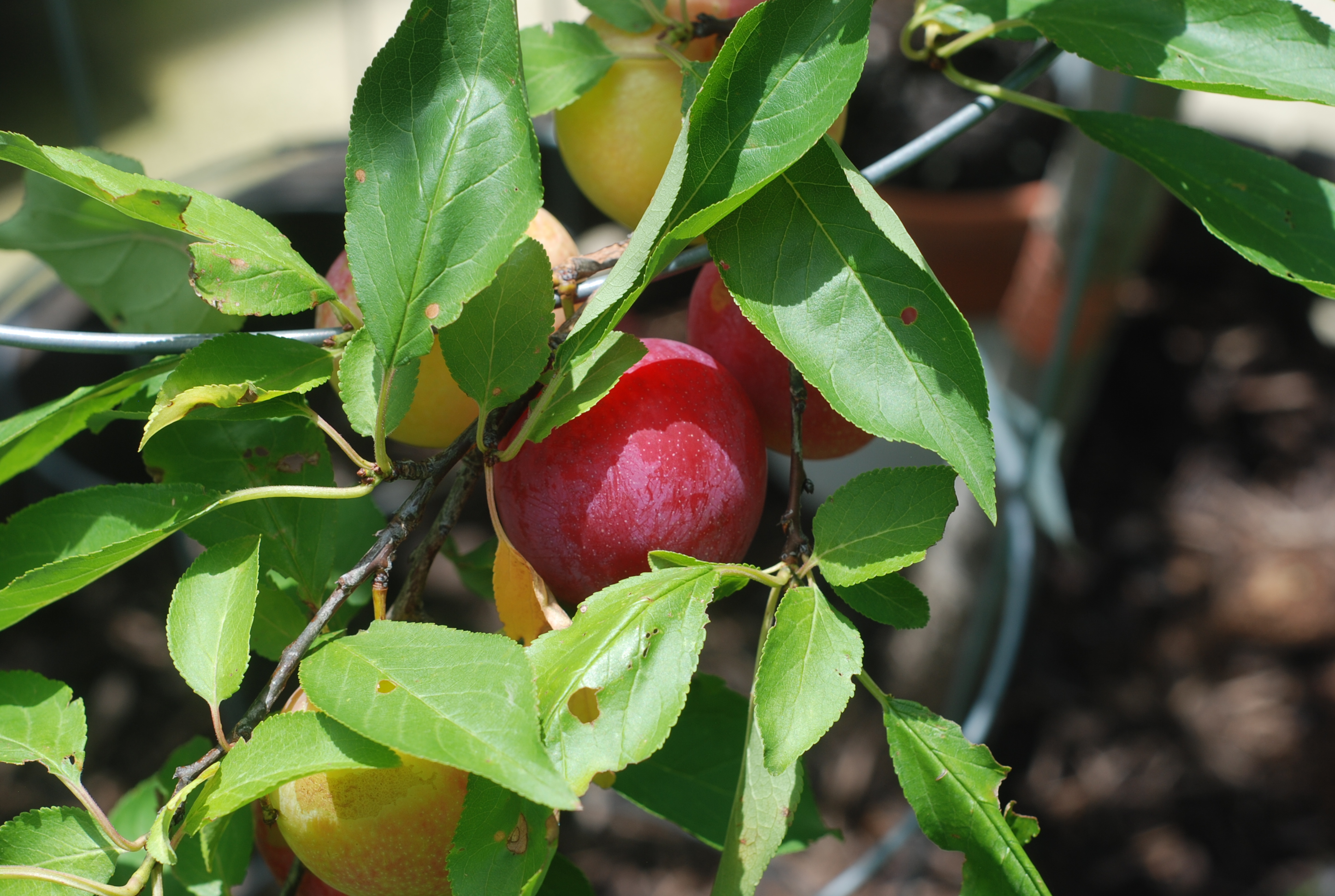 Plums. A history. « plumdirt