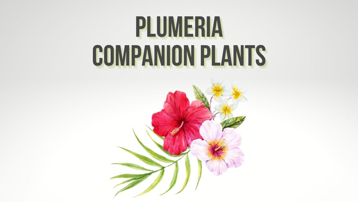 What Can I Plant Around A Plumeria? 6 Plumeria Companions Plumeria Guy