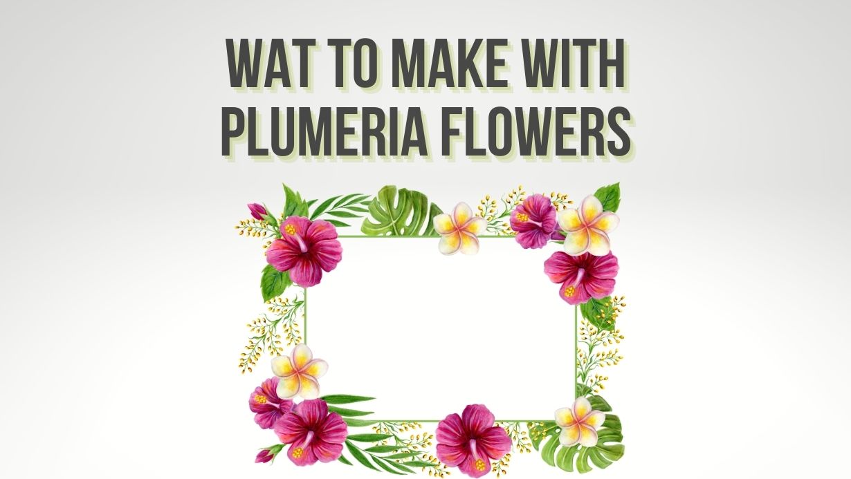 What Can I Make With Plumeria Flowers? 17 Plumeria Uses Plumeria Guy