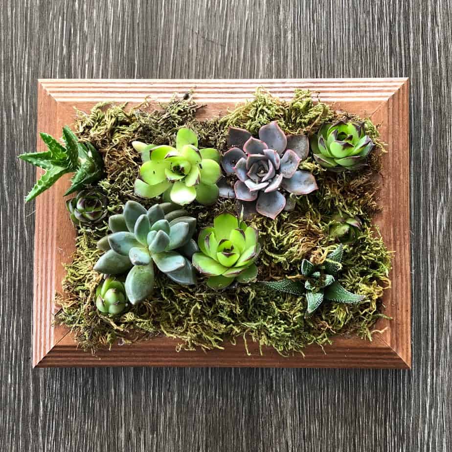 Succulent Picture Frame Plumeria Botanical Boutique