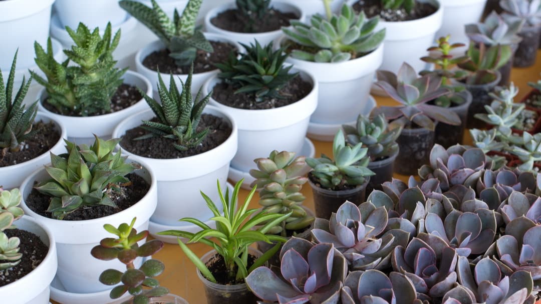 Tips For Growing Succulents Plumeria Botanical Boutique