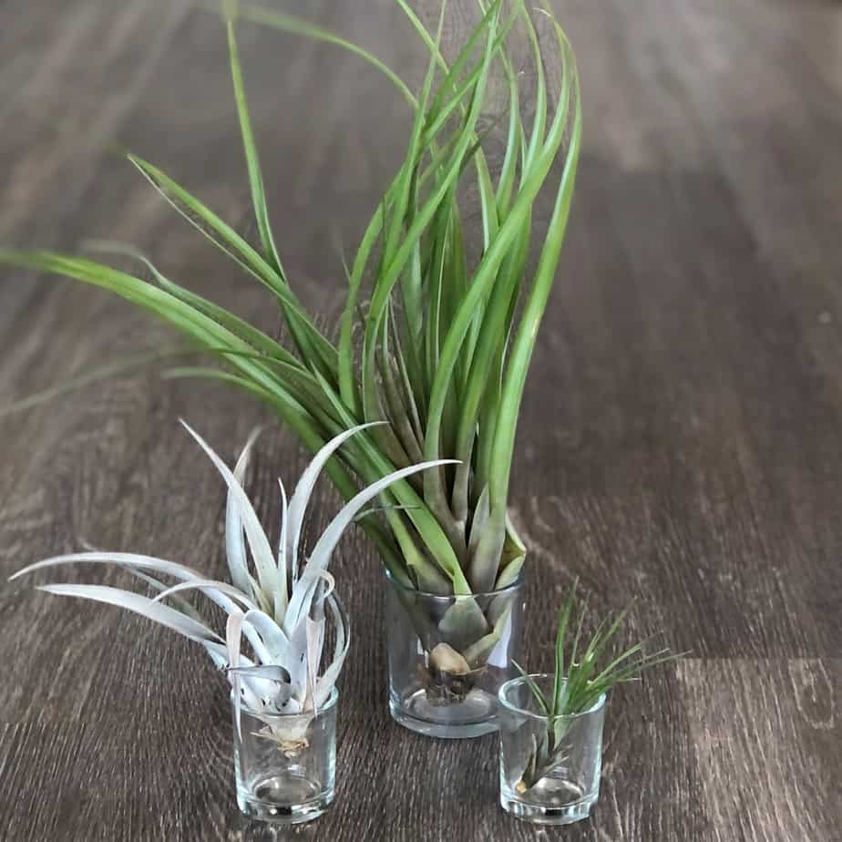 Air Plants Plumeria Botanical Boutique