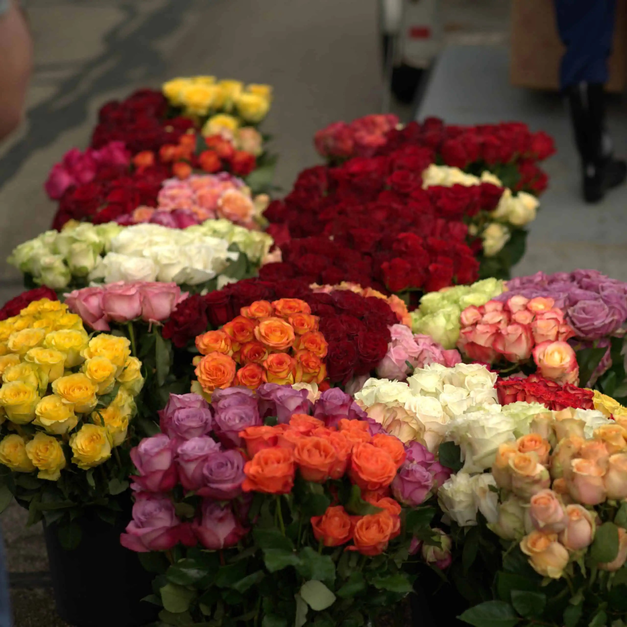 Bulk Flowers Plumeria Botanical Boutique