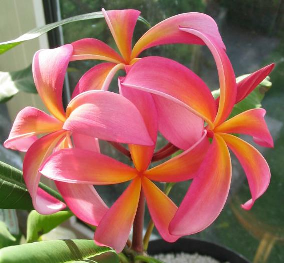Plumeria UK exotic tropical flowers and plants from Hawaii