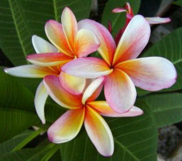 Pink Frangipani Flower Essence Best Flower Site