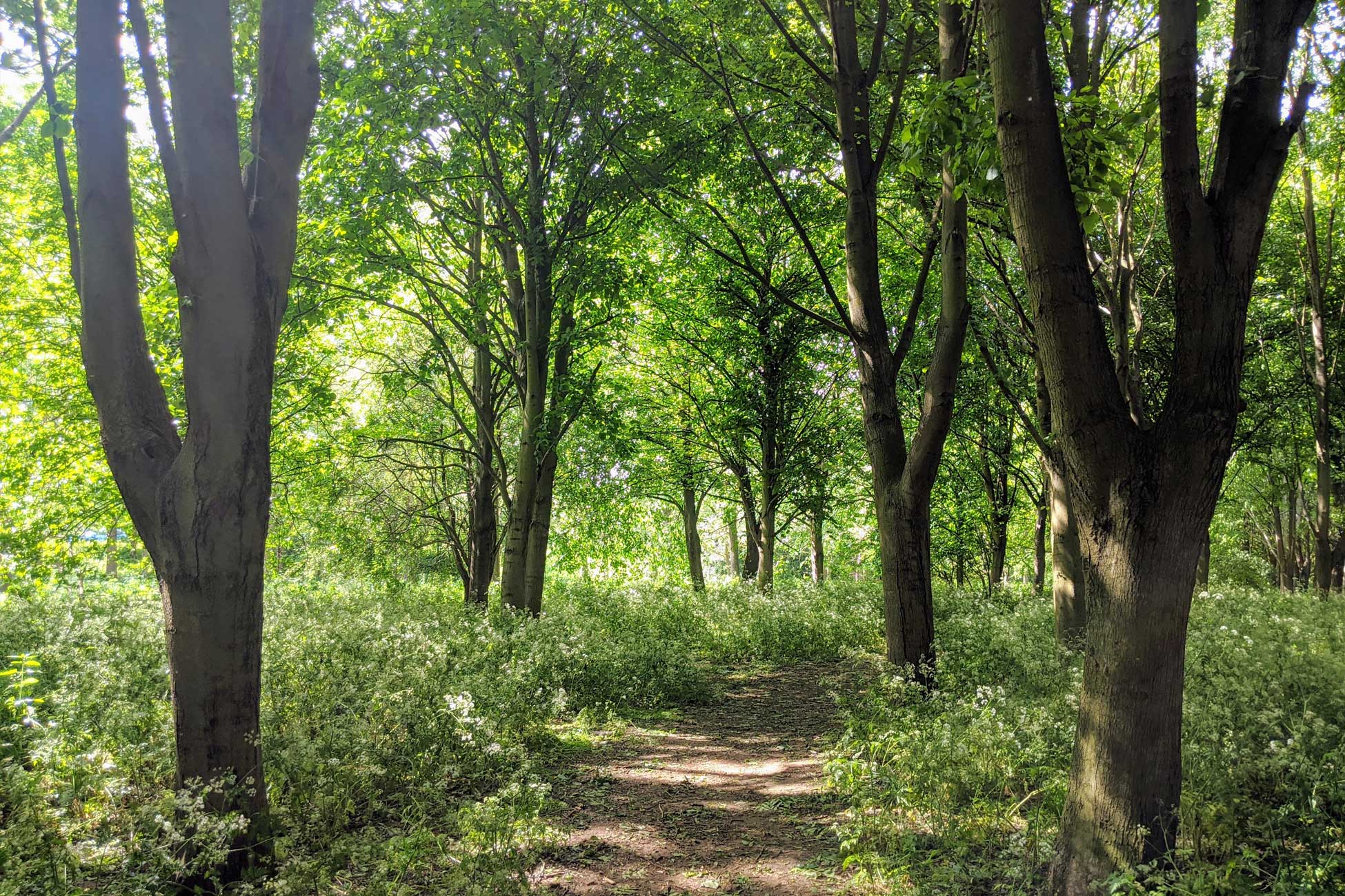 Plunkett launches hunt for leading woodland social enterprises