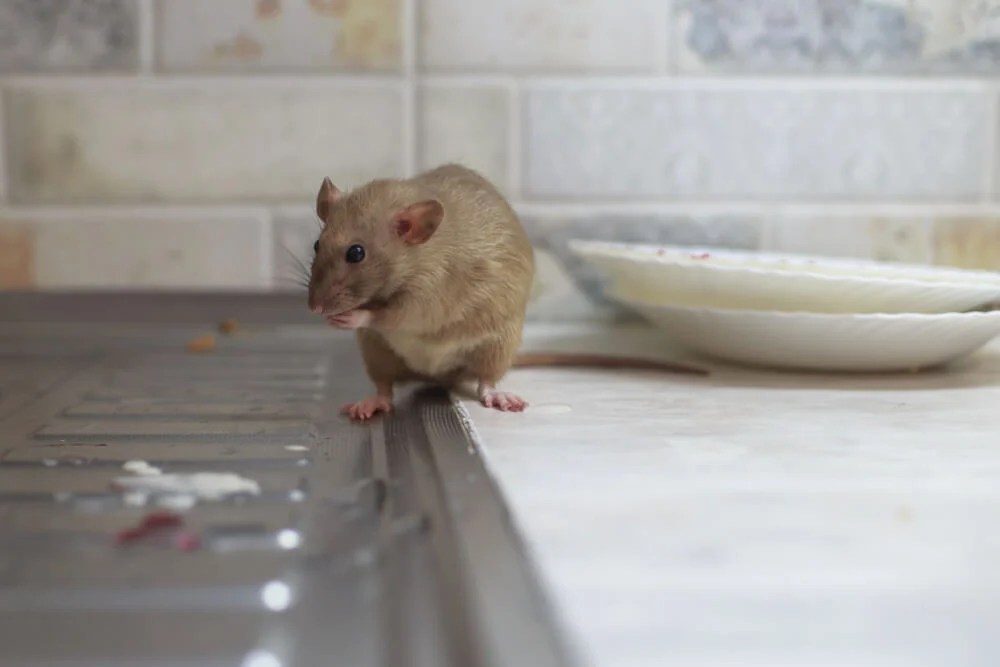 What Rats Really Want Plunkett's Pest Control