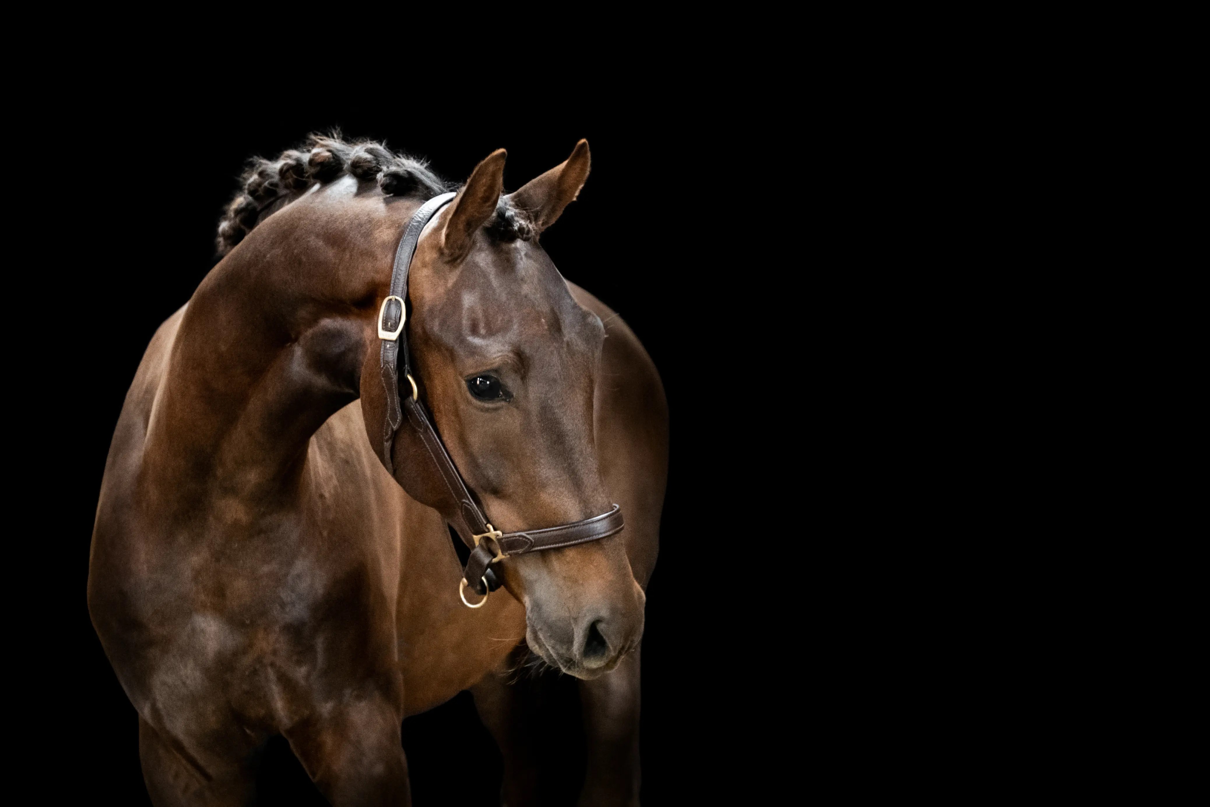 Flotte dressur heste til salg Plus Horses v/Laila Meyer