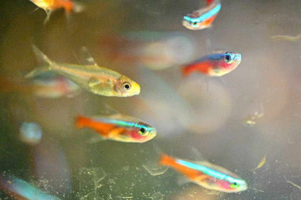 From Colombia's jungle to the world's fish tanks Philippine Daily