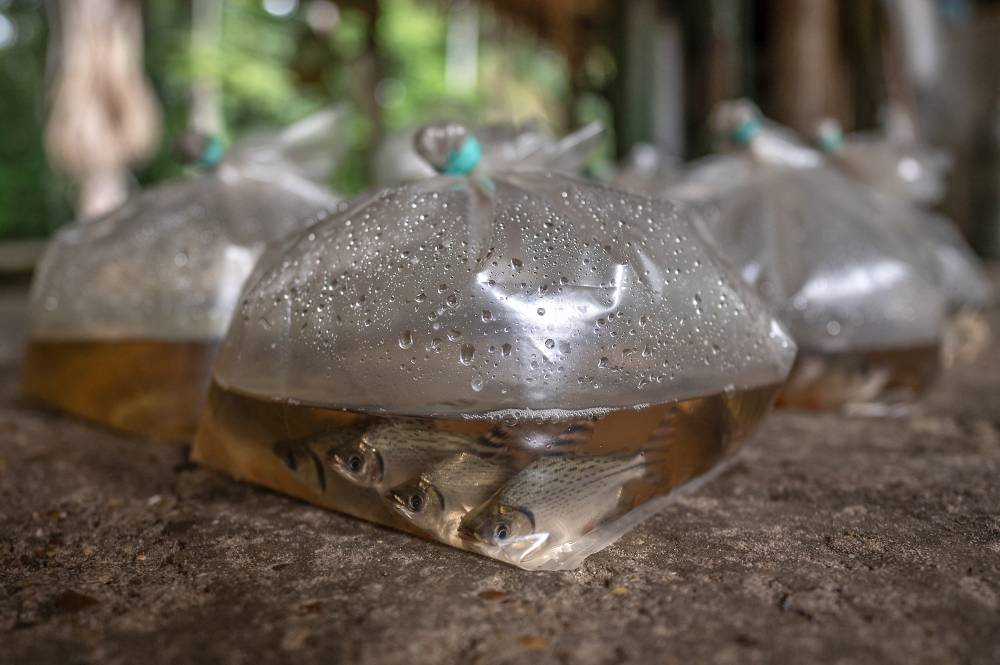 From Colombia's jungle to the world's fish tanks Philippine Daily
