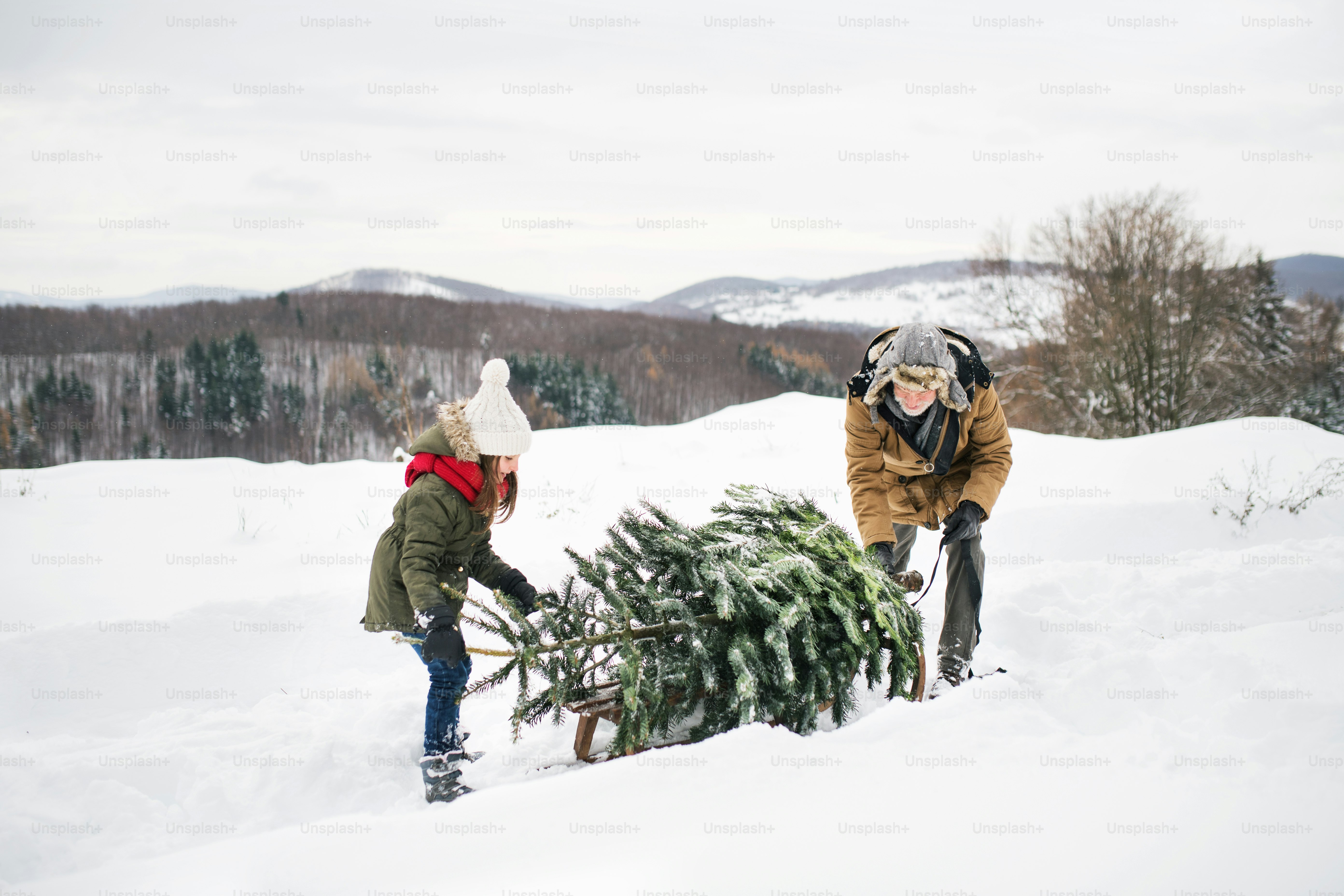 Grandfather and a small girl getting a Christmas tree in forest. Winter