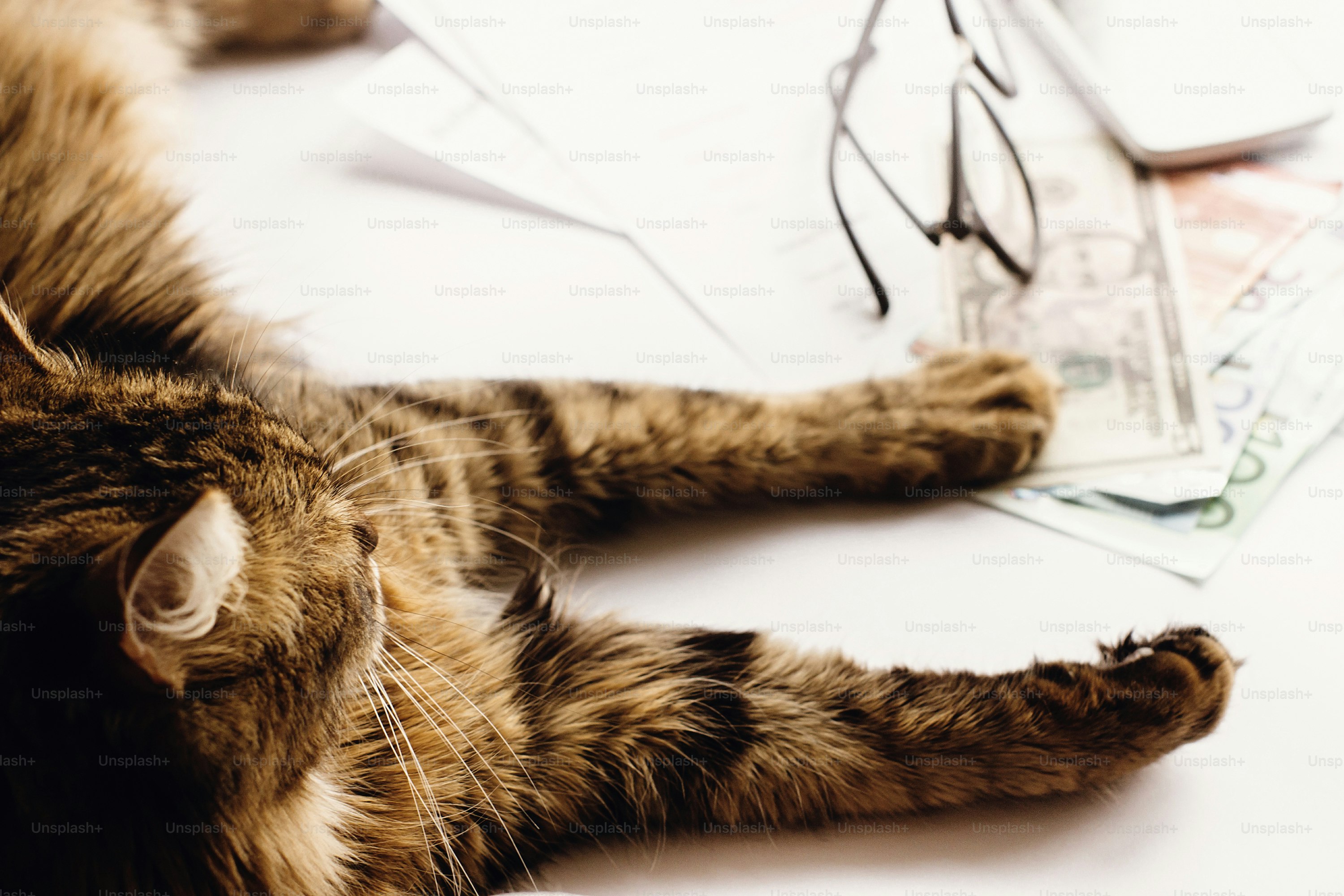 7 Essential Tools Every Cat Owner Needs in Pet Cats World