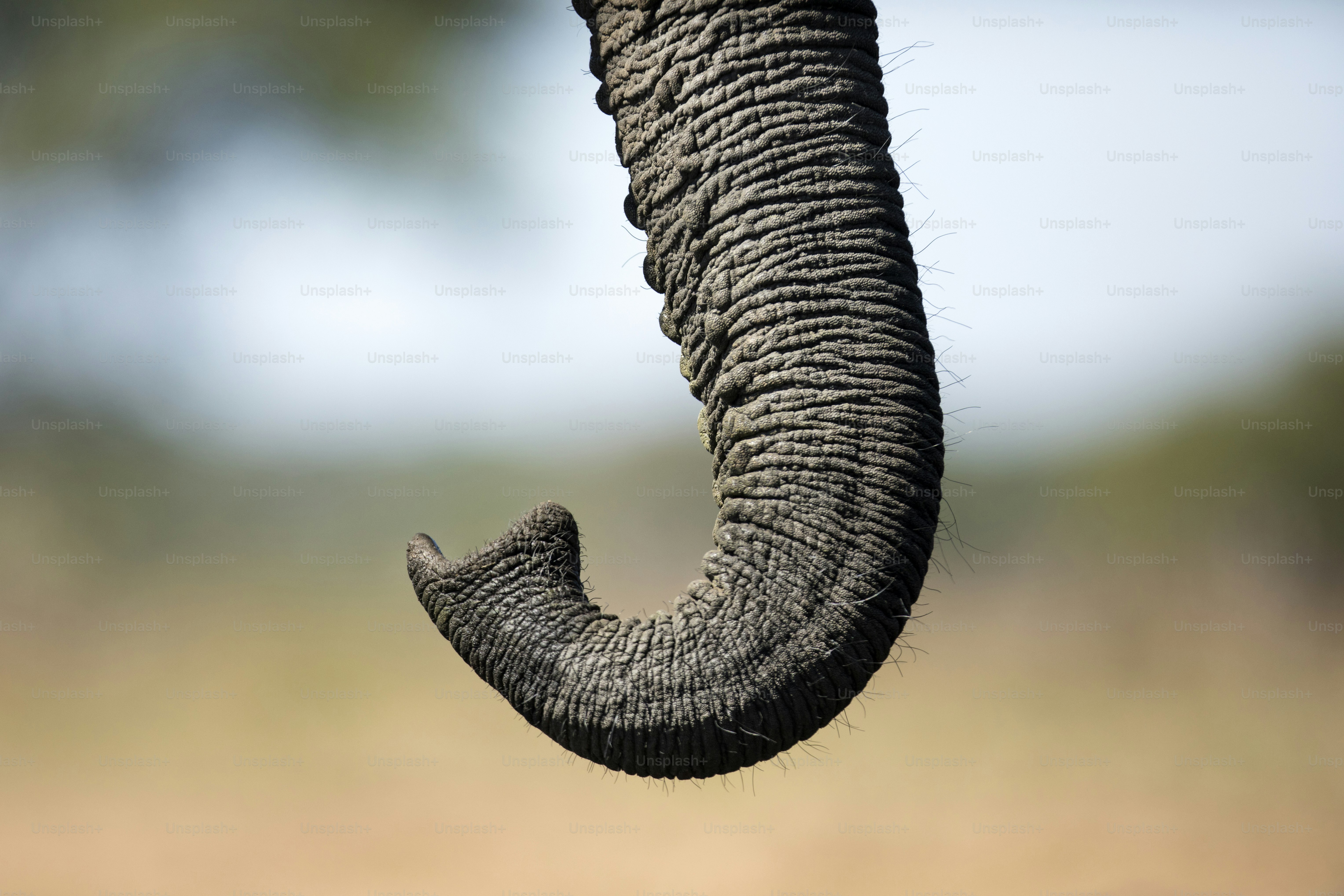Close up of an elephants trunk. photo Elephant Image on Unsplash