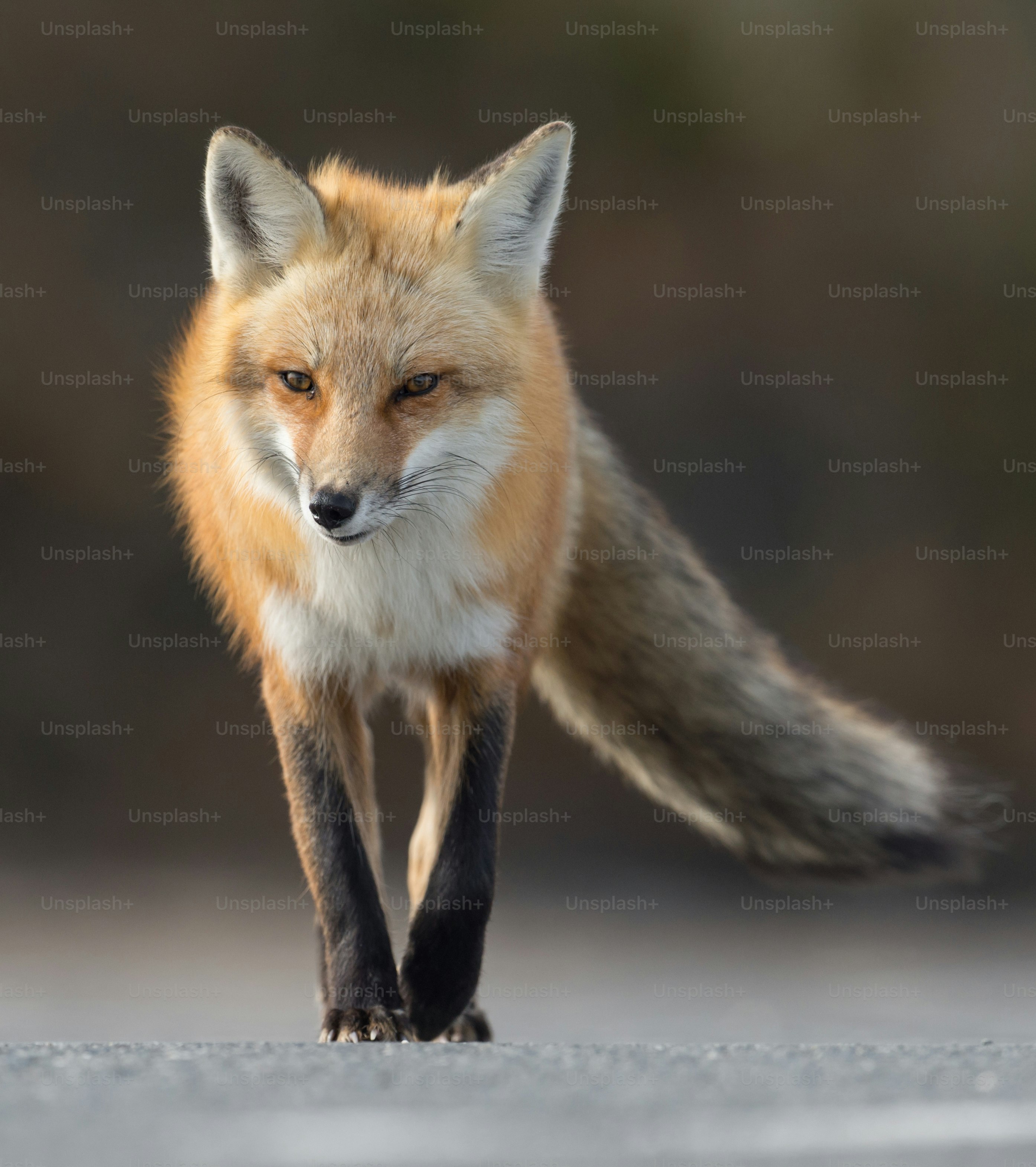 A red fox in New Jersey photo Animal Image on Unsplash