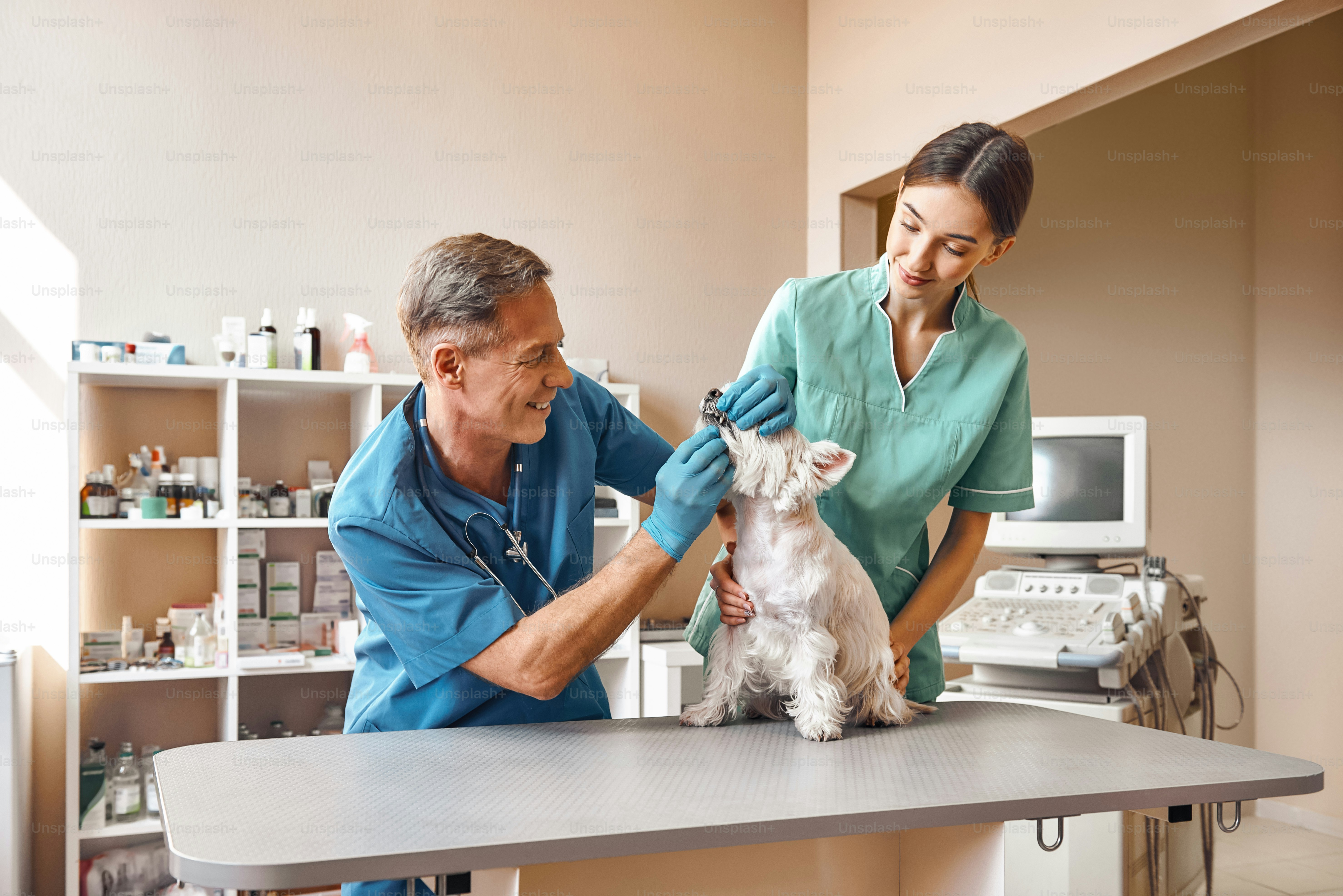 vet tech specializations