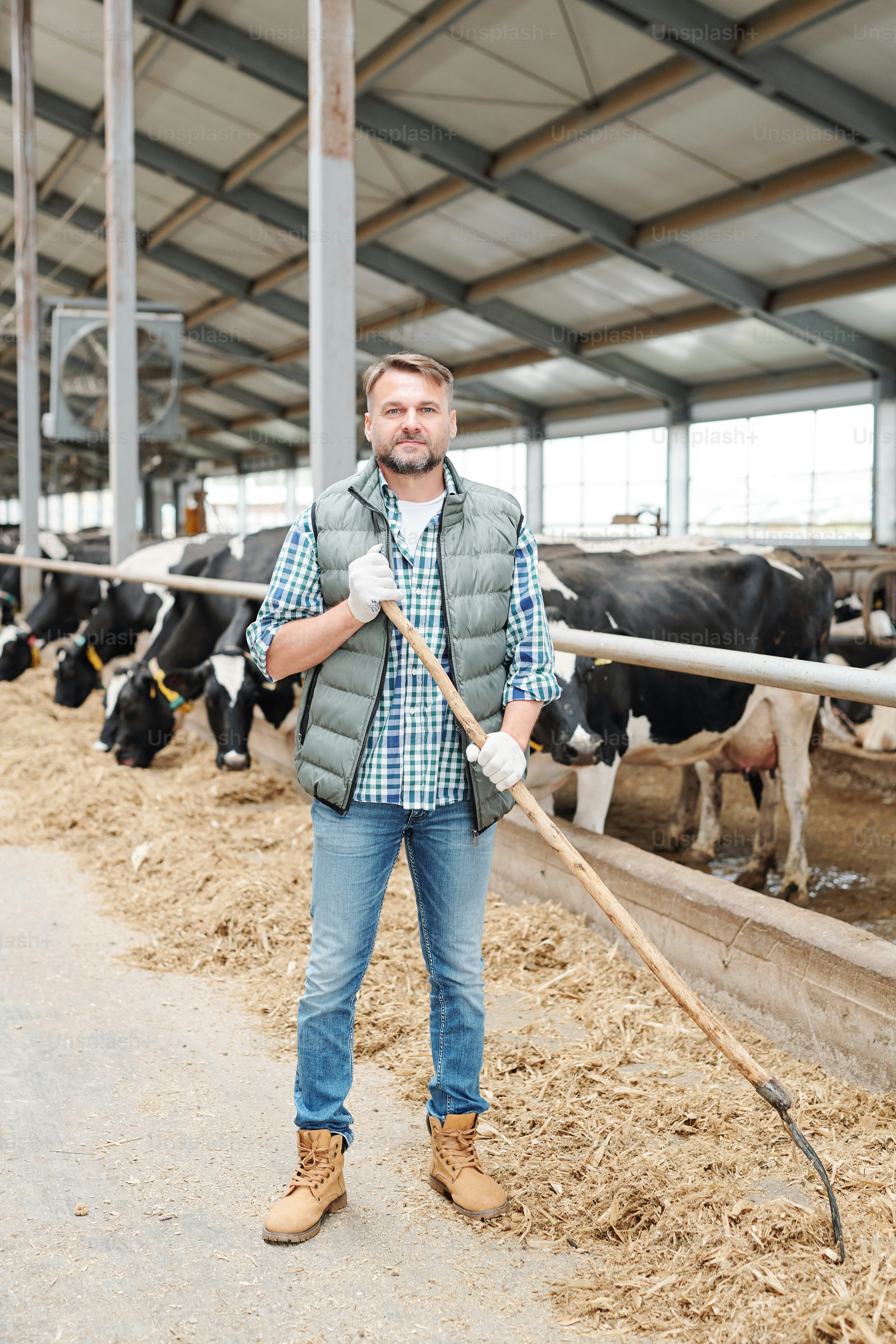 Young successful farmer with hayfork working by cowshed inside large dairy farm while looking at