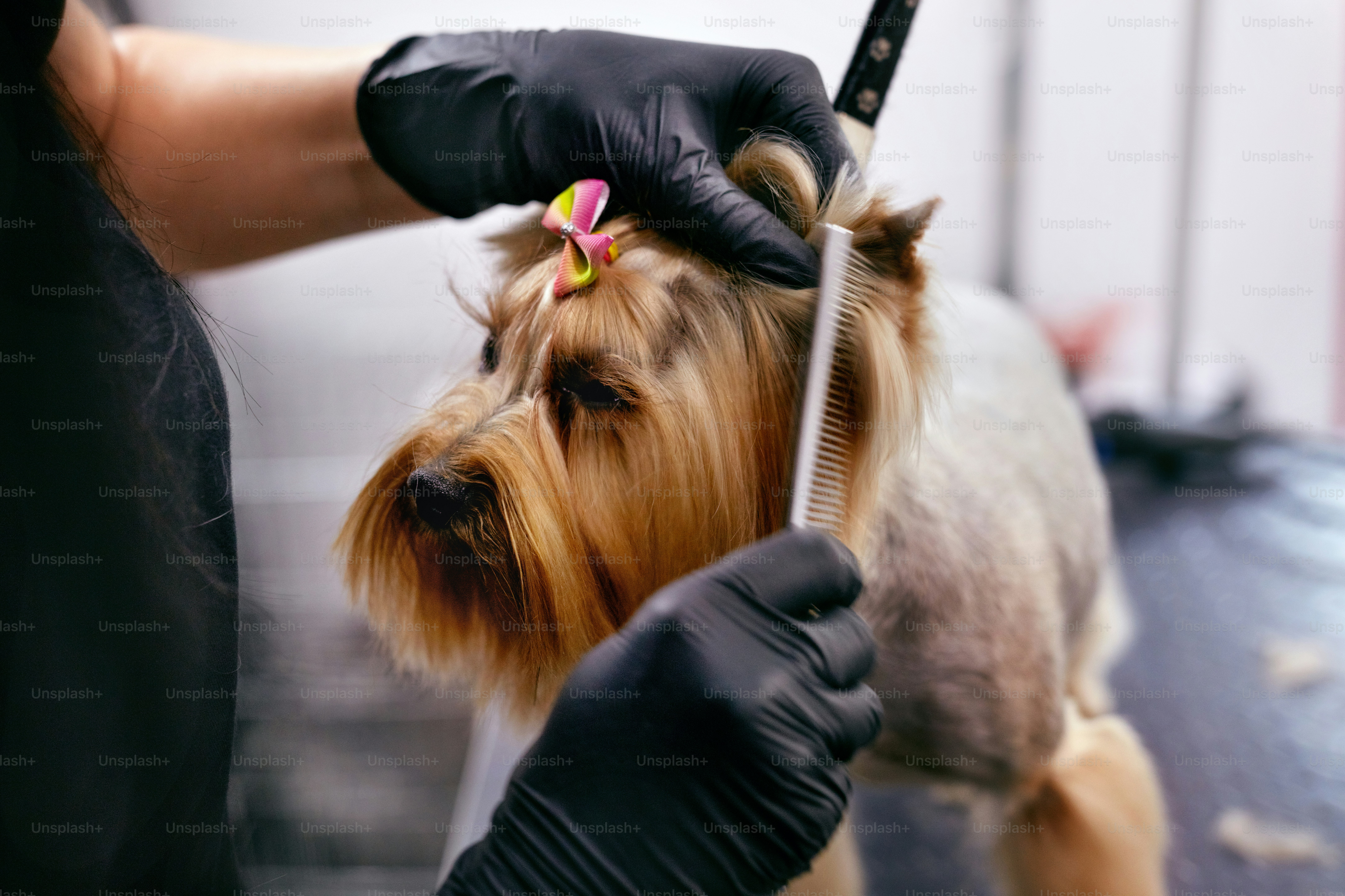 Grooming Dog. Pet Groomer Brushing Dog's Hair With Comb At Animal