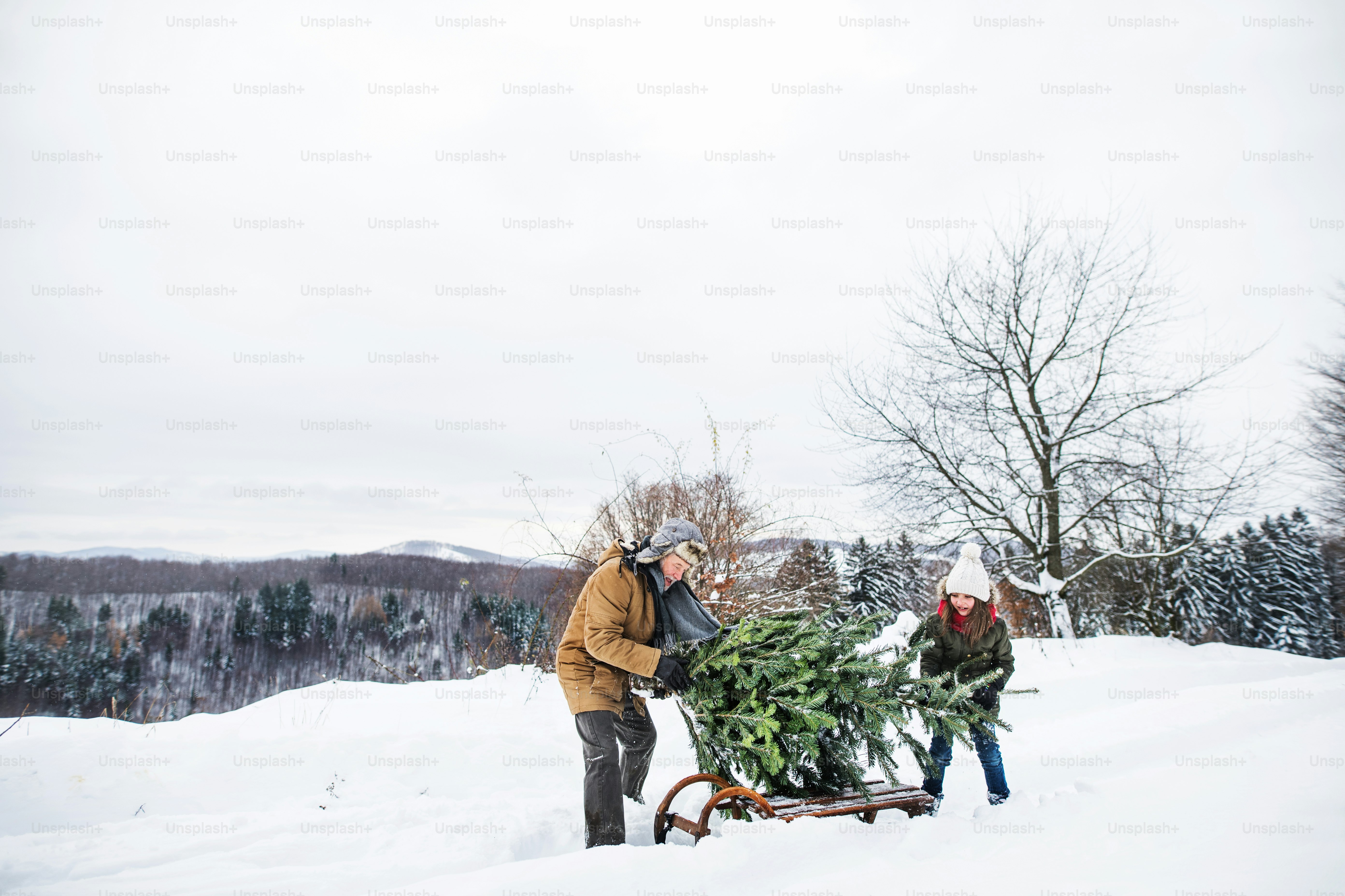 Grandfather and a small girl getting a Christmas tree in forest. Winter