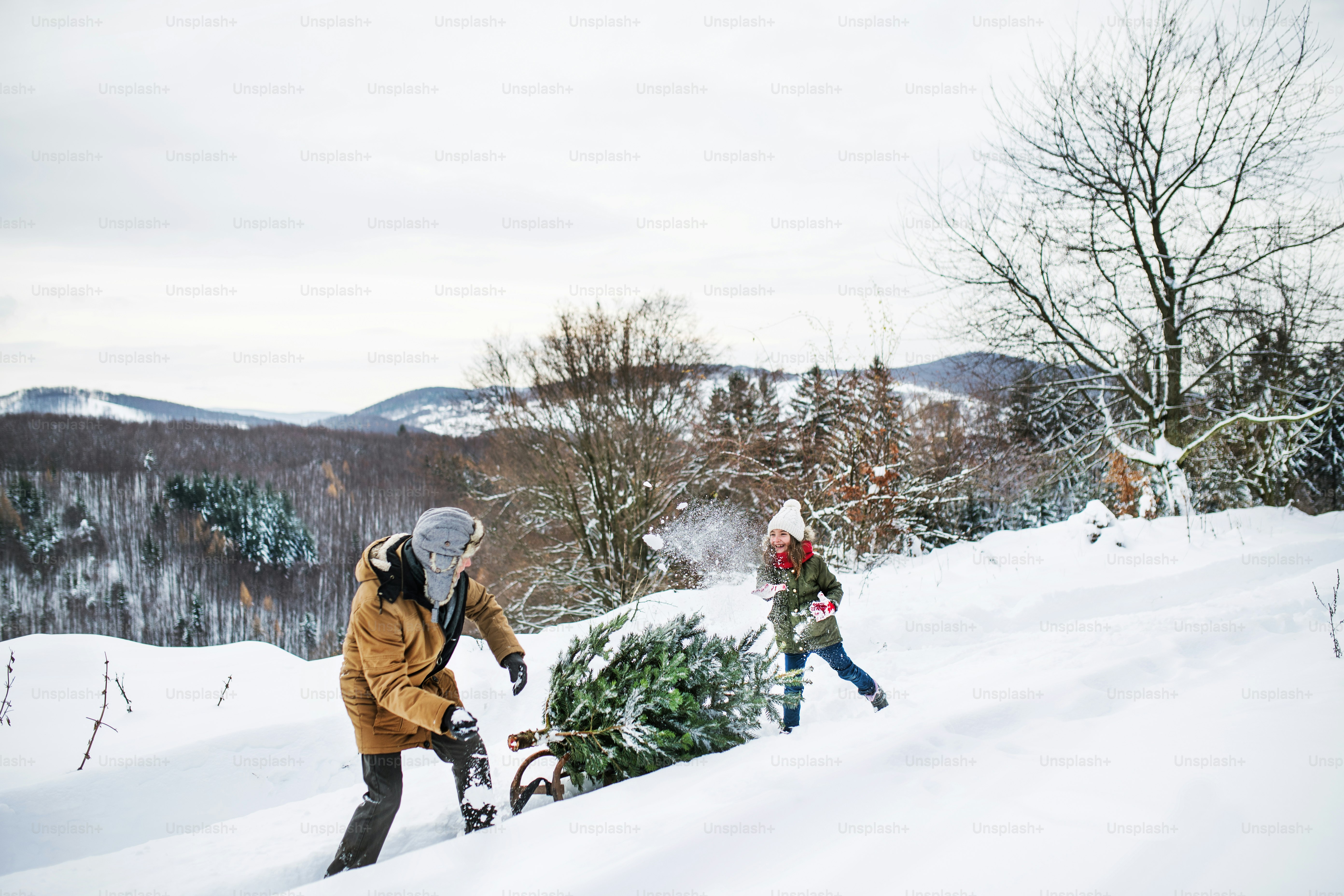 Grandfather and a small girl getting a Christmas tree in forest. Winter