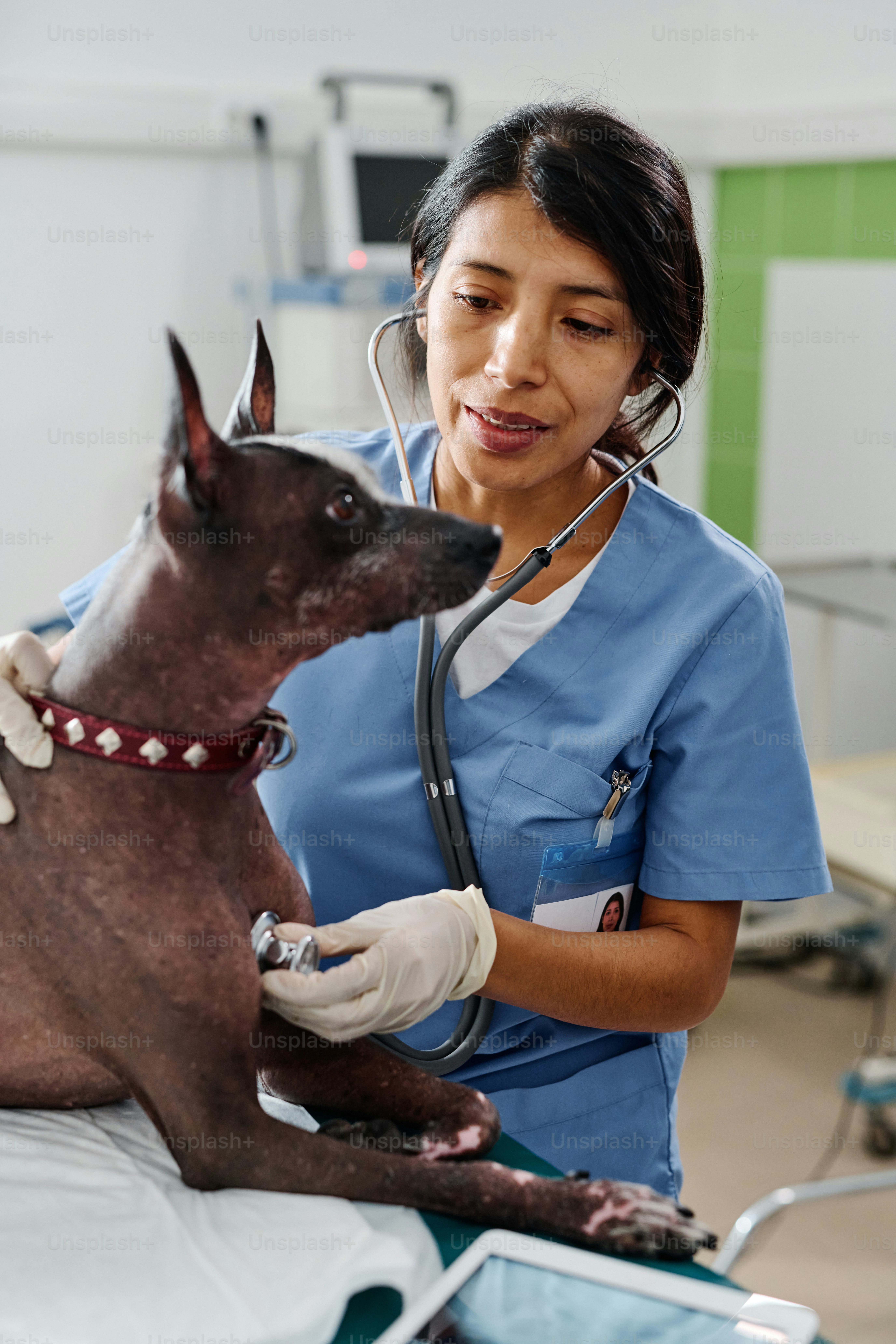 Selective focus on background shot of modern Hispanic woman working in vet clinic palpating