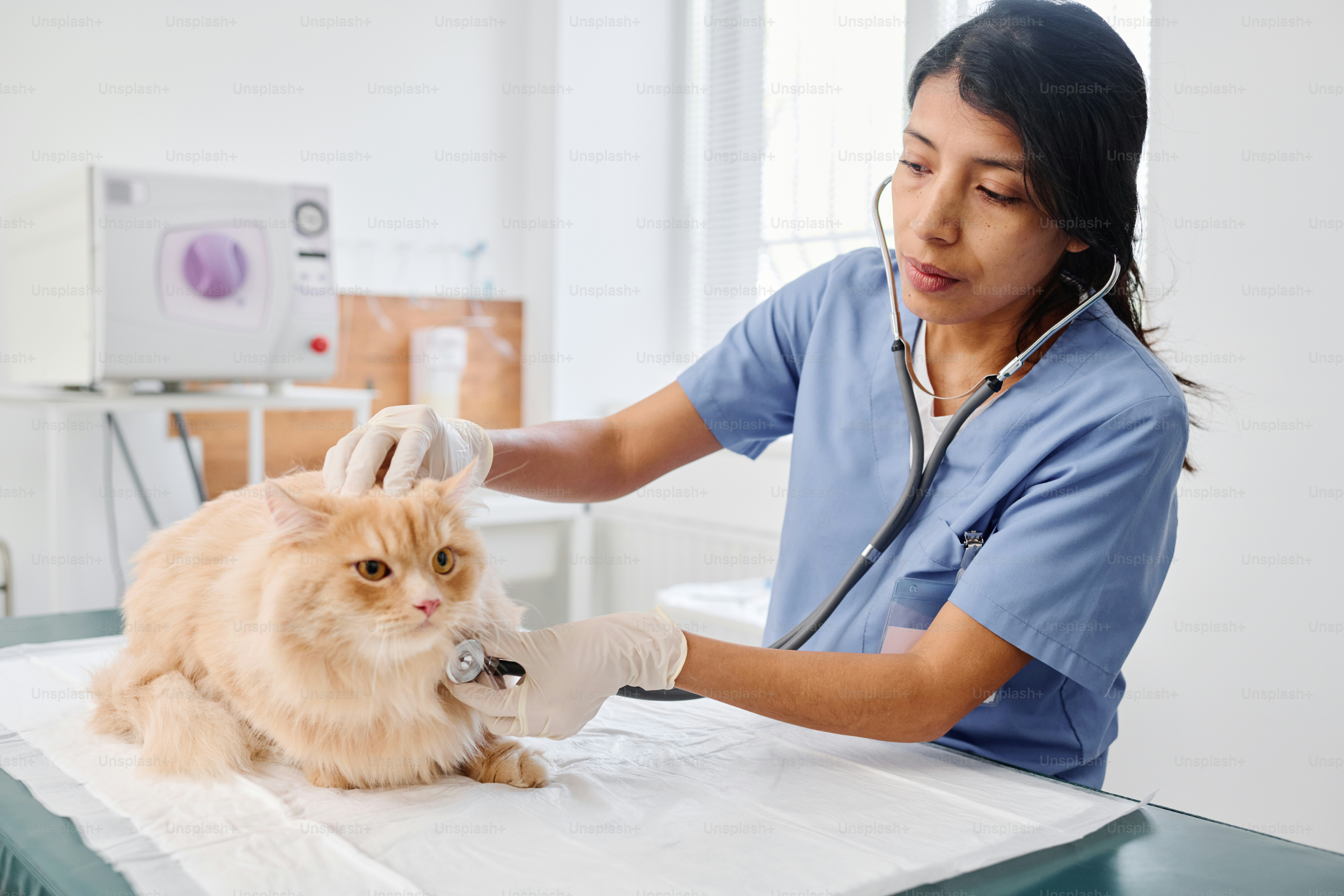 7 Signs Your Cat Is Sick in Pet Cats World