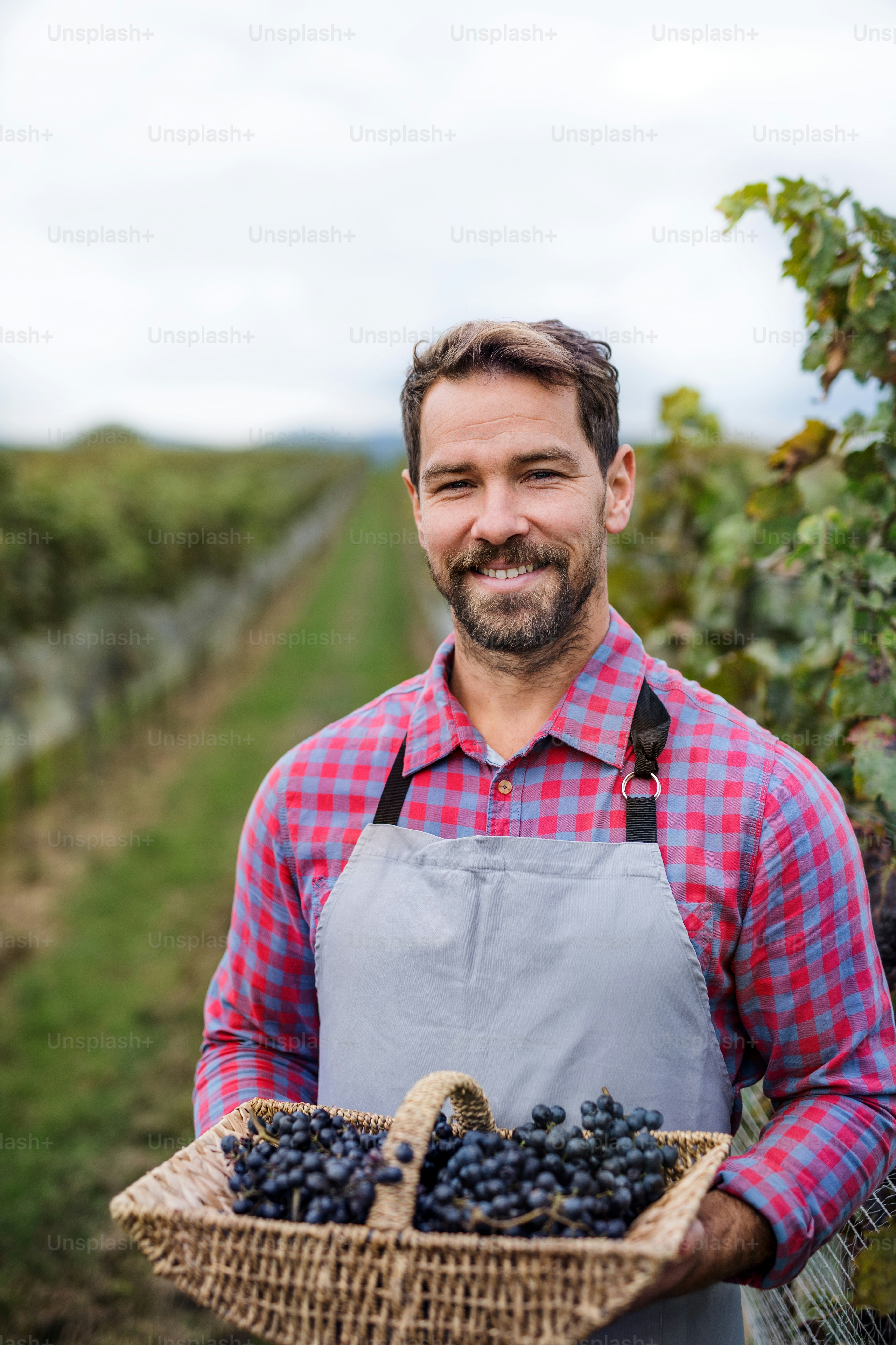 Portrait of man worker holding basket with grapes in vineyard in autumn