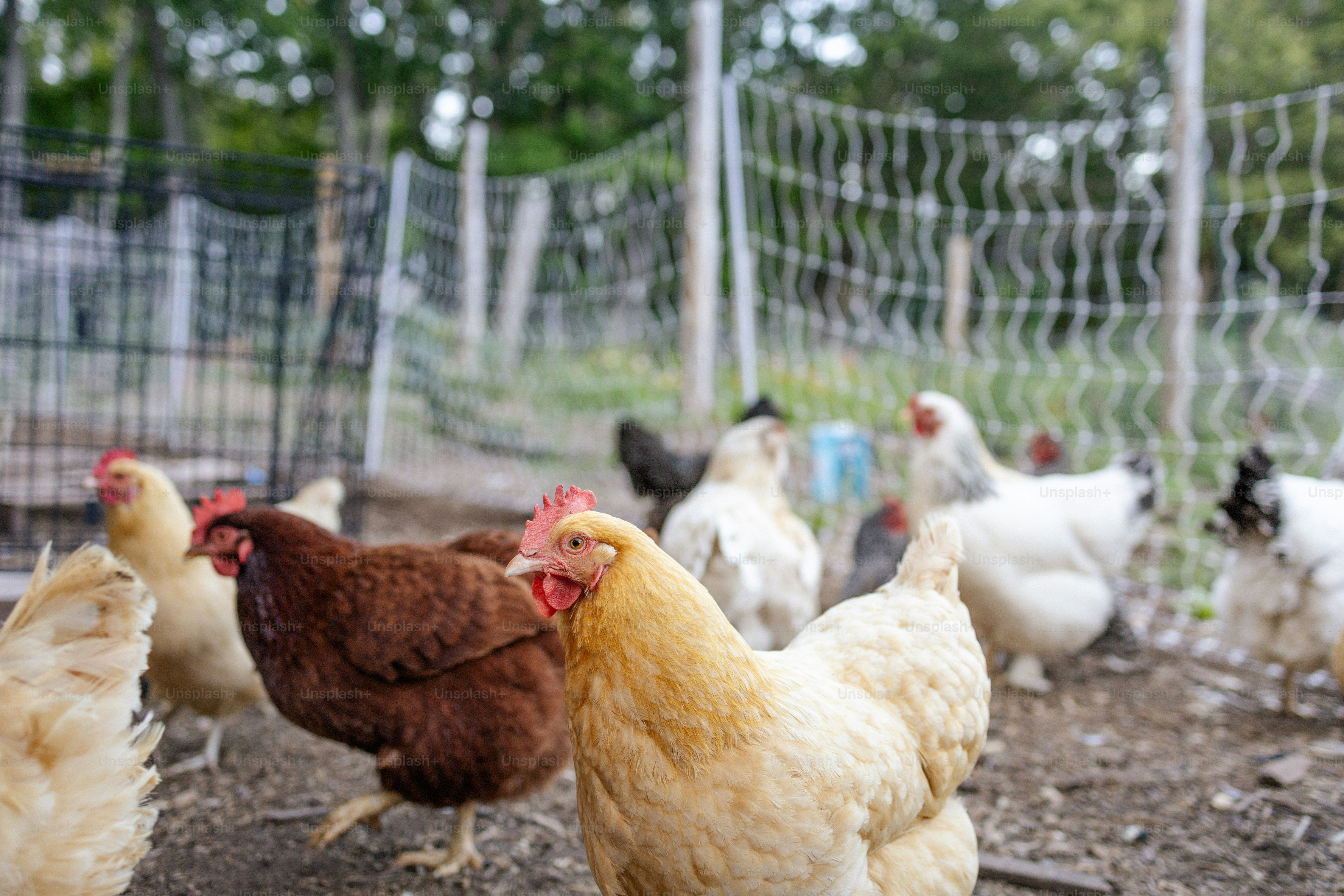 A group of chickens standing around in a fenced in area photo Poultry
