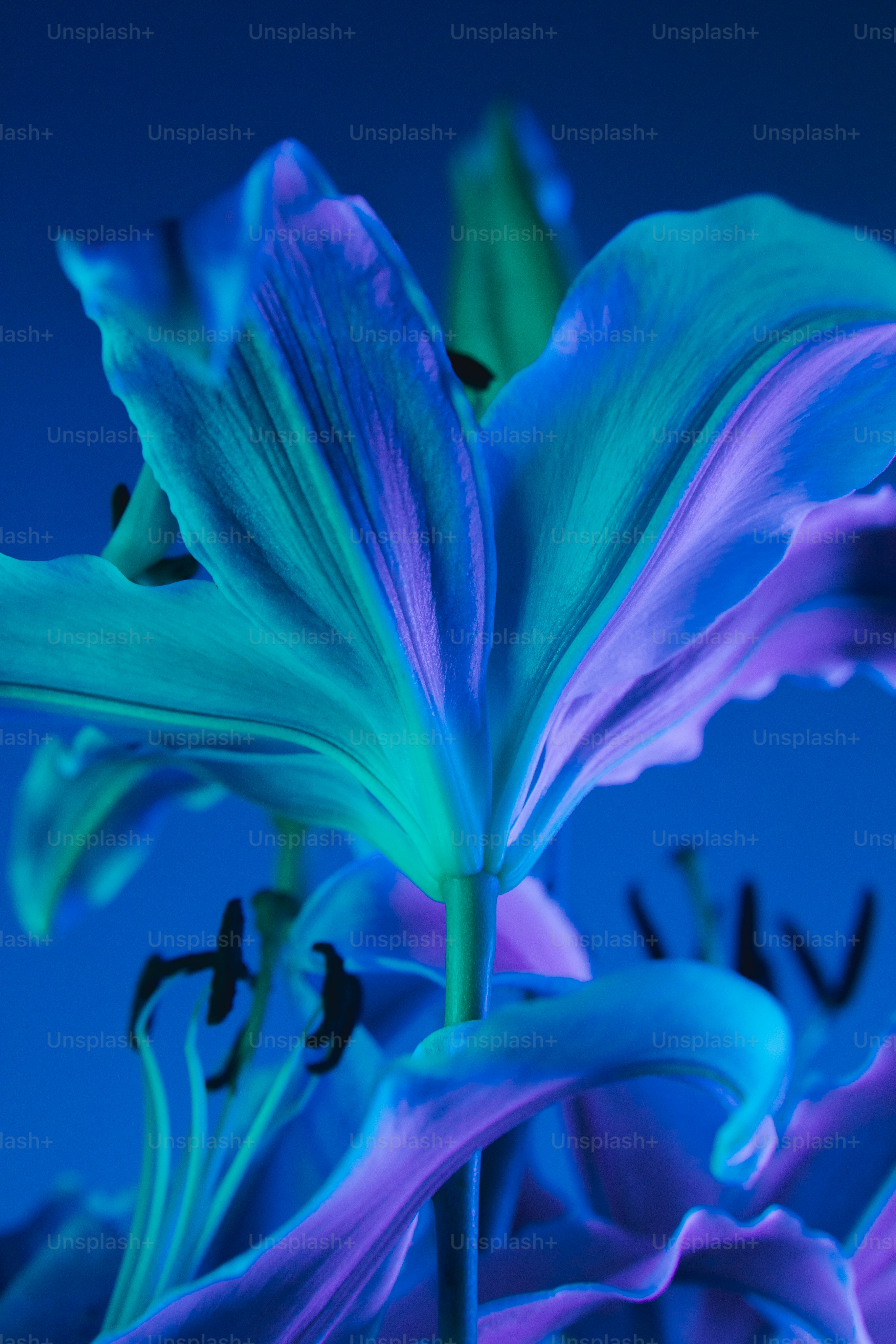 A close up of a flower with a blue background photo Lily Image on