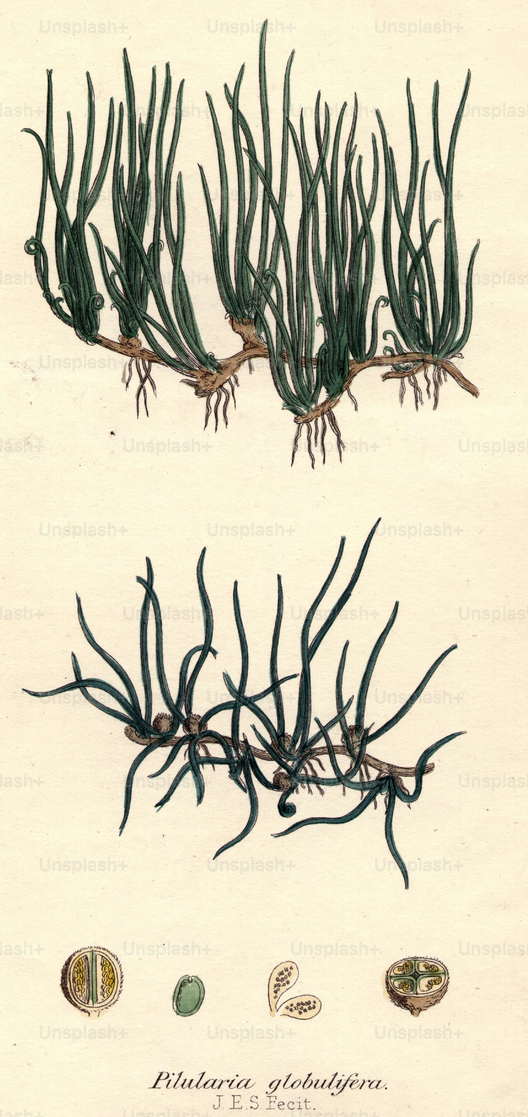 Tape Grass Drawing