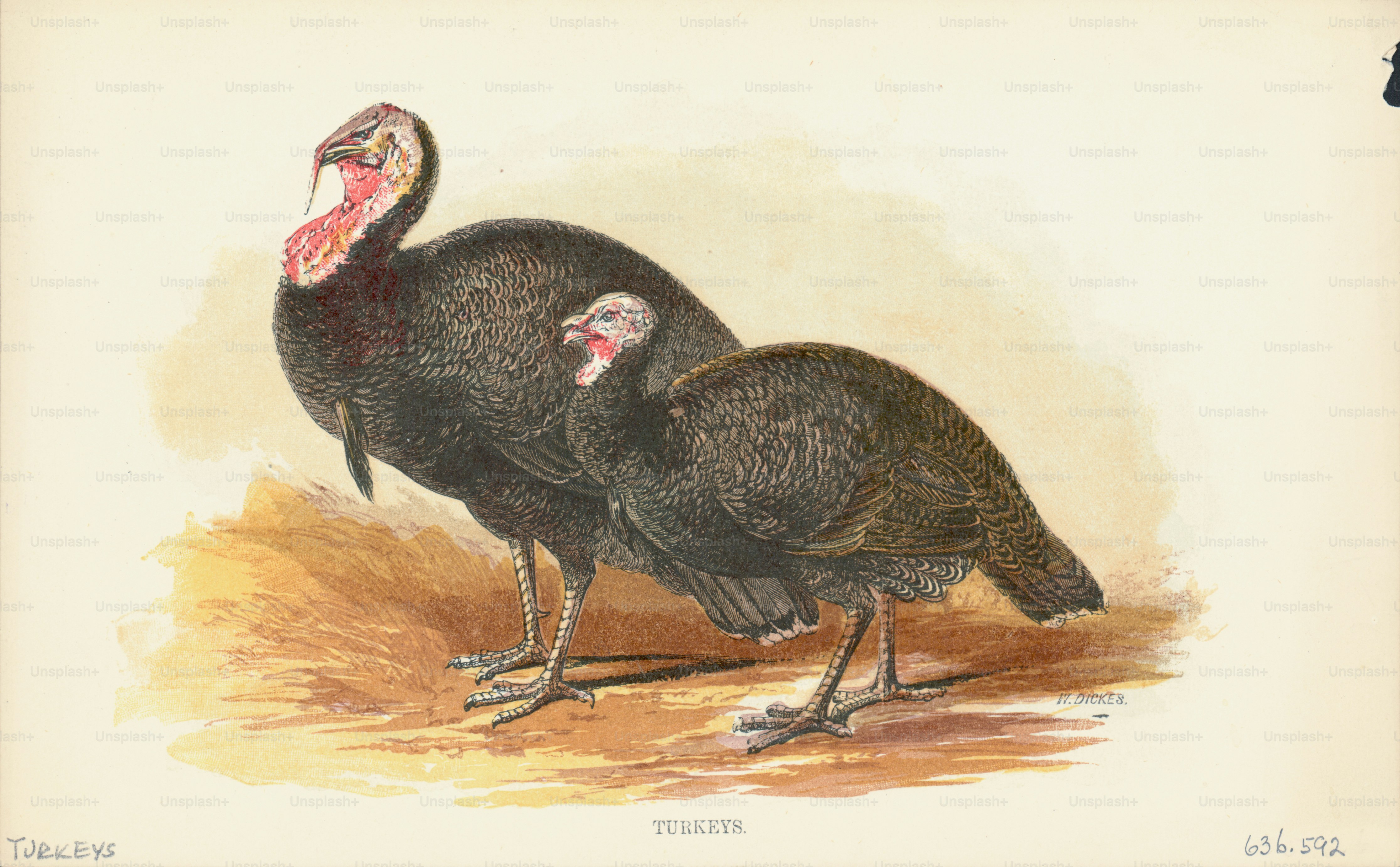 Engraving of a pair of turkeys, large birds native to the north American forest. (Photo by Kean