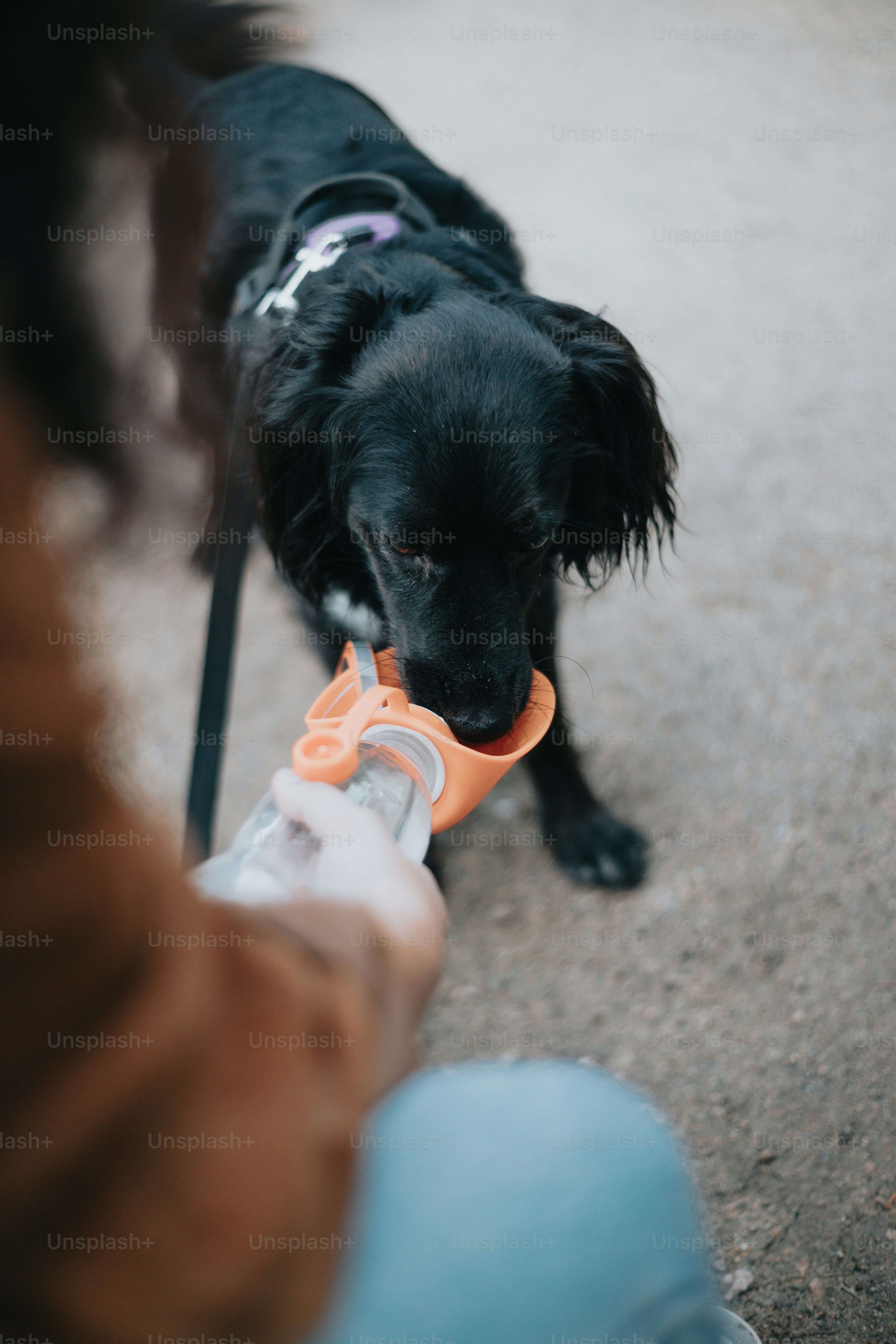 A black dog chewing on a bottle of water photo Pet Image on Unsplash