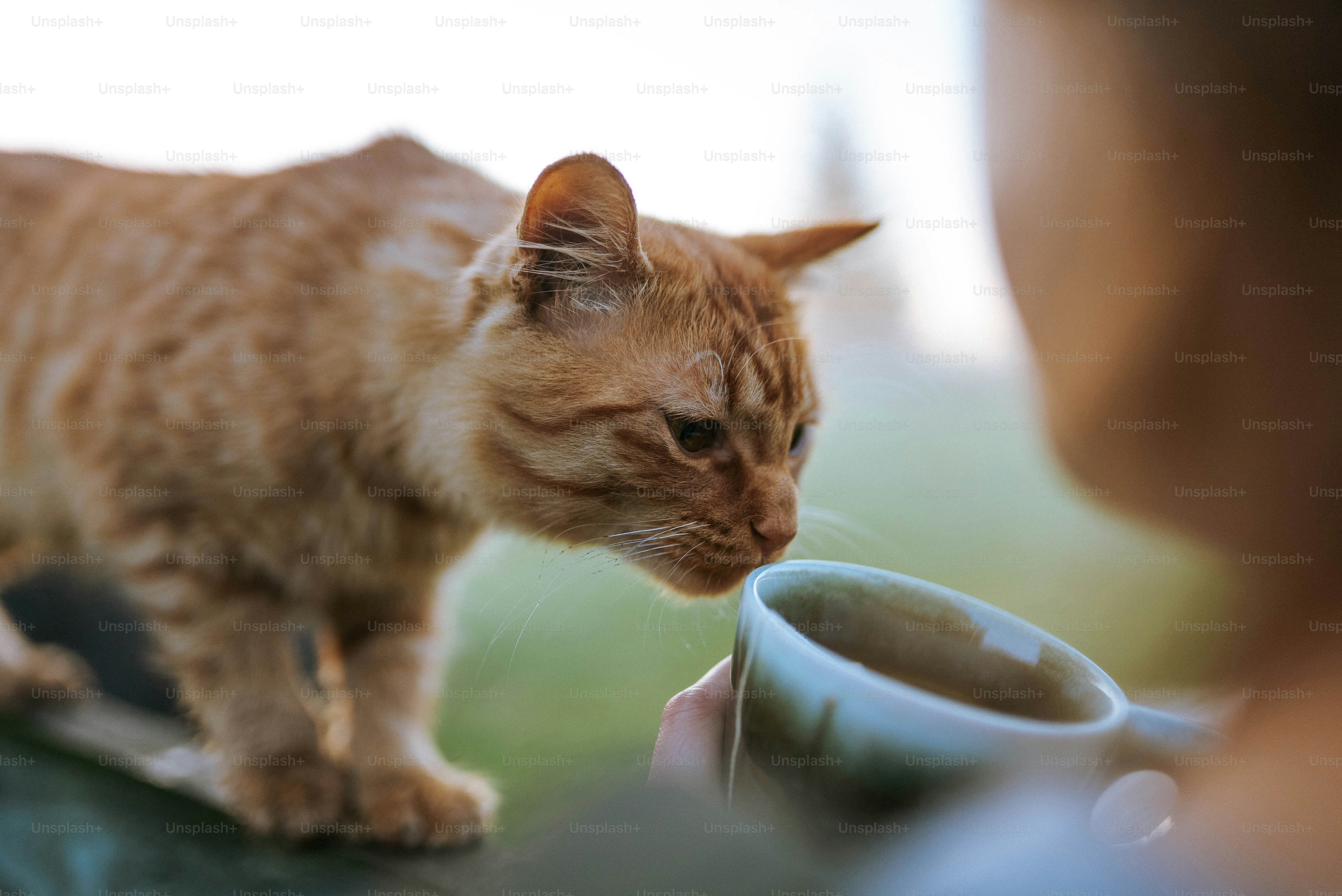 A cat drinking out of a coffee cup photo Cat cafe Image on Unsplash