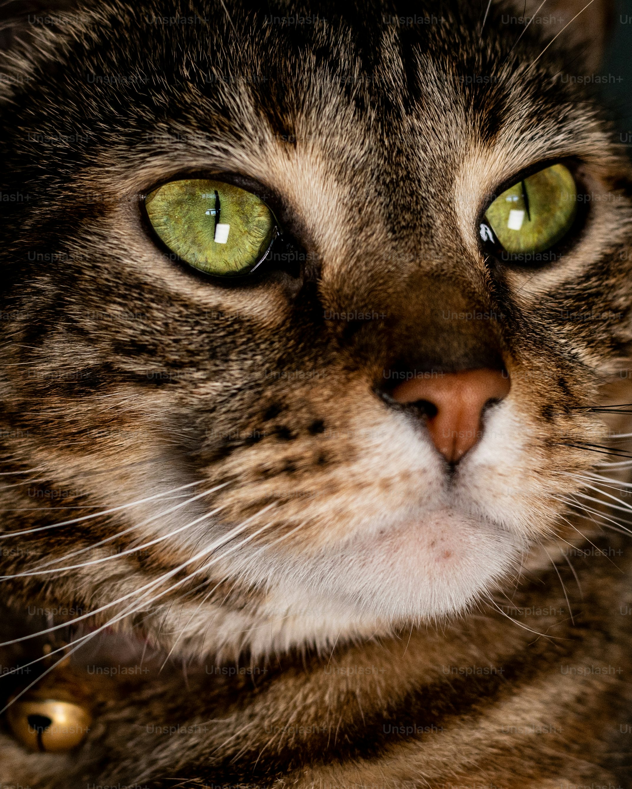 10 Popular Cat Breeds to Explore in Pet Cats World