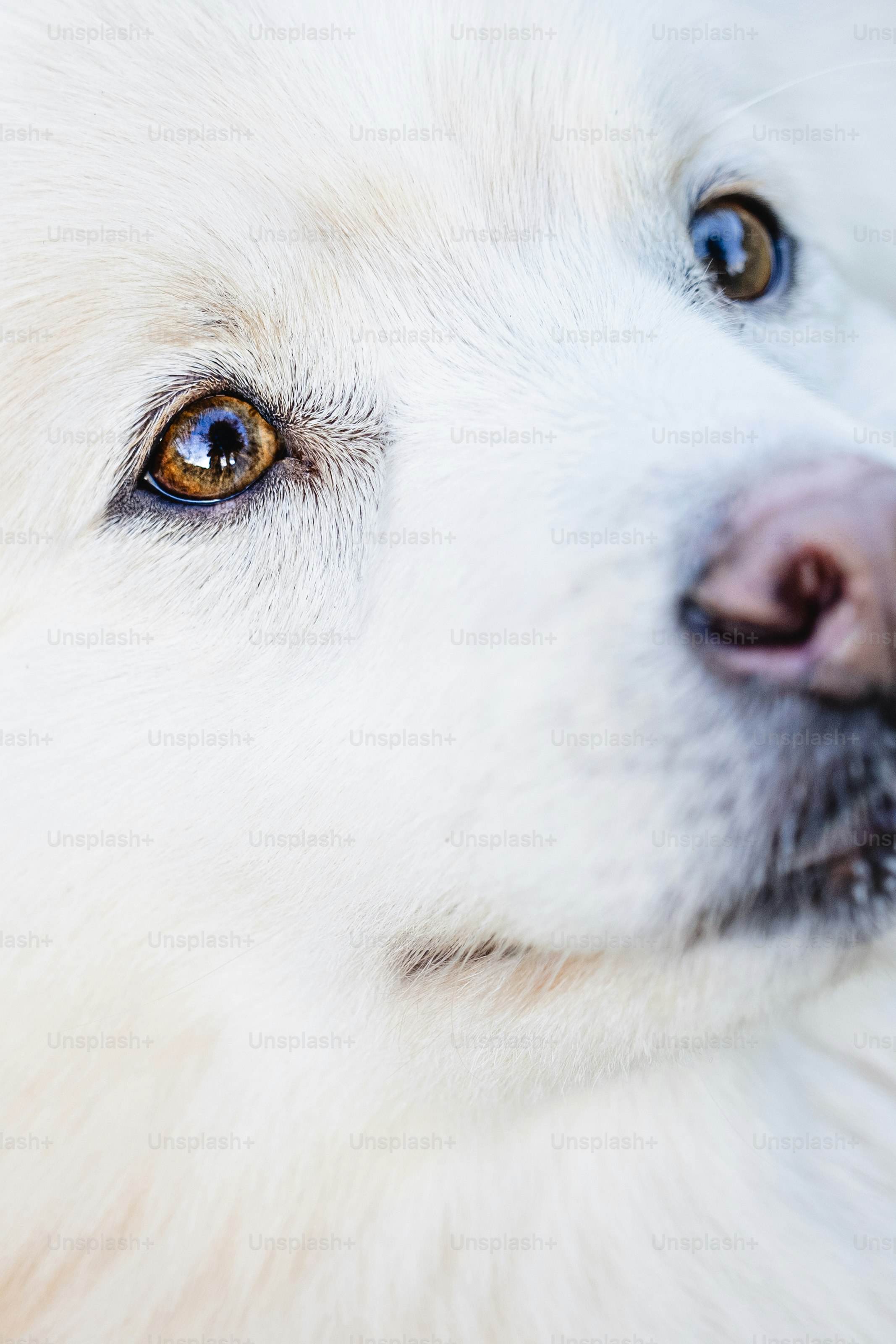 A close up of a white dog's face photo Dog face Image on Unsplash