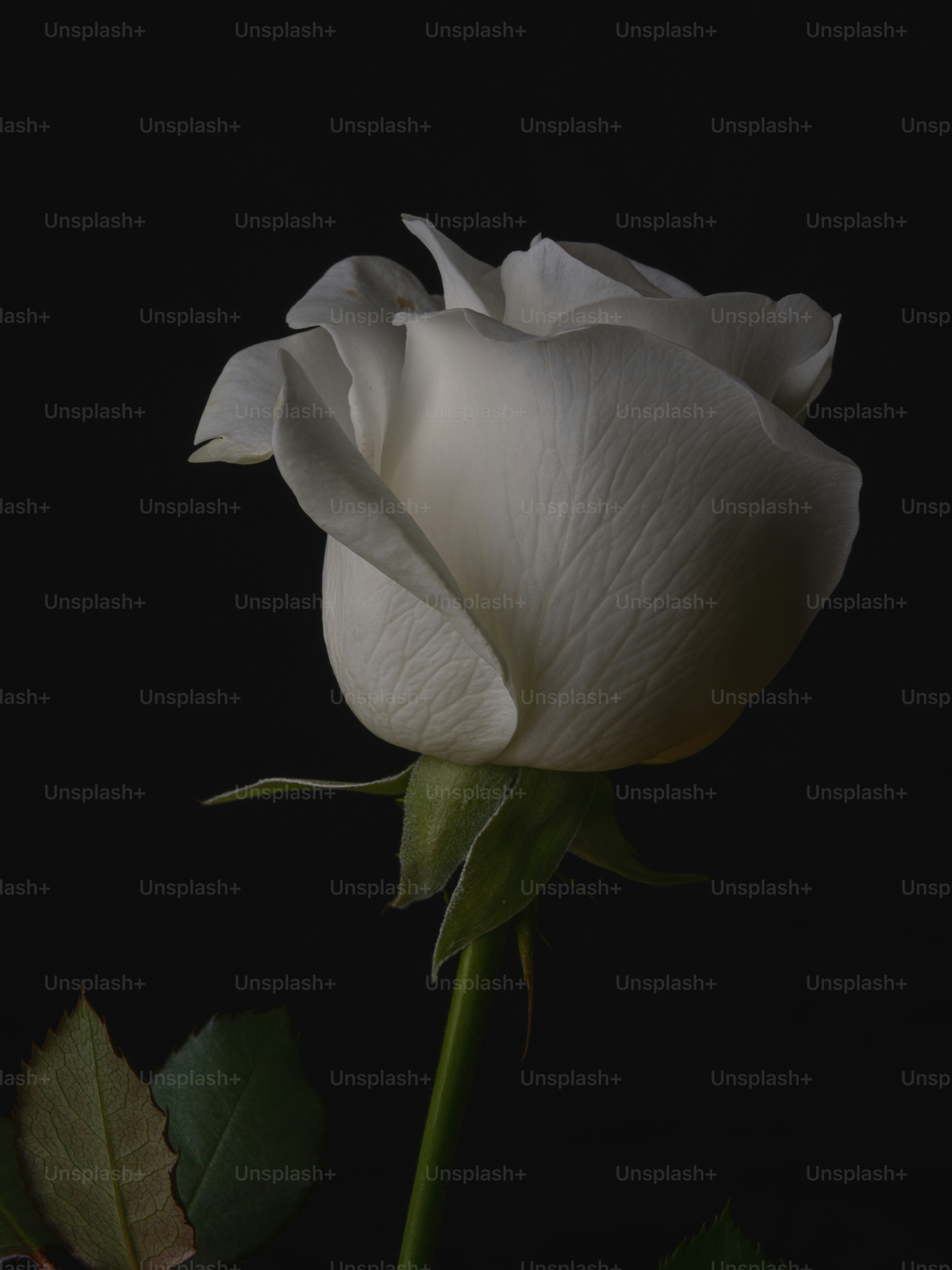 A white rose with a dark background photo Rose Image on Unsplash