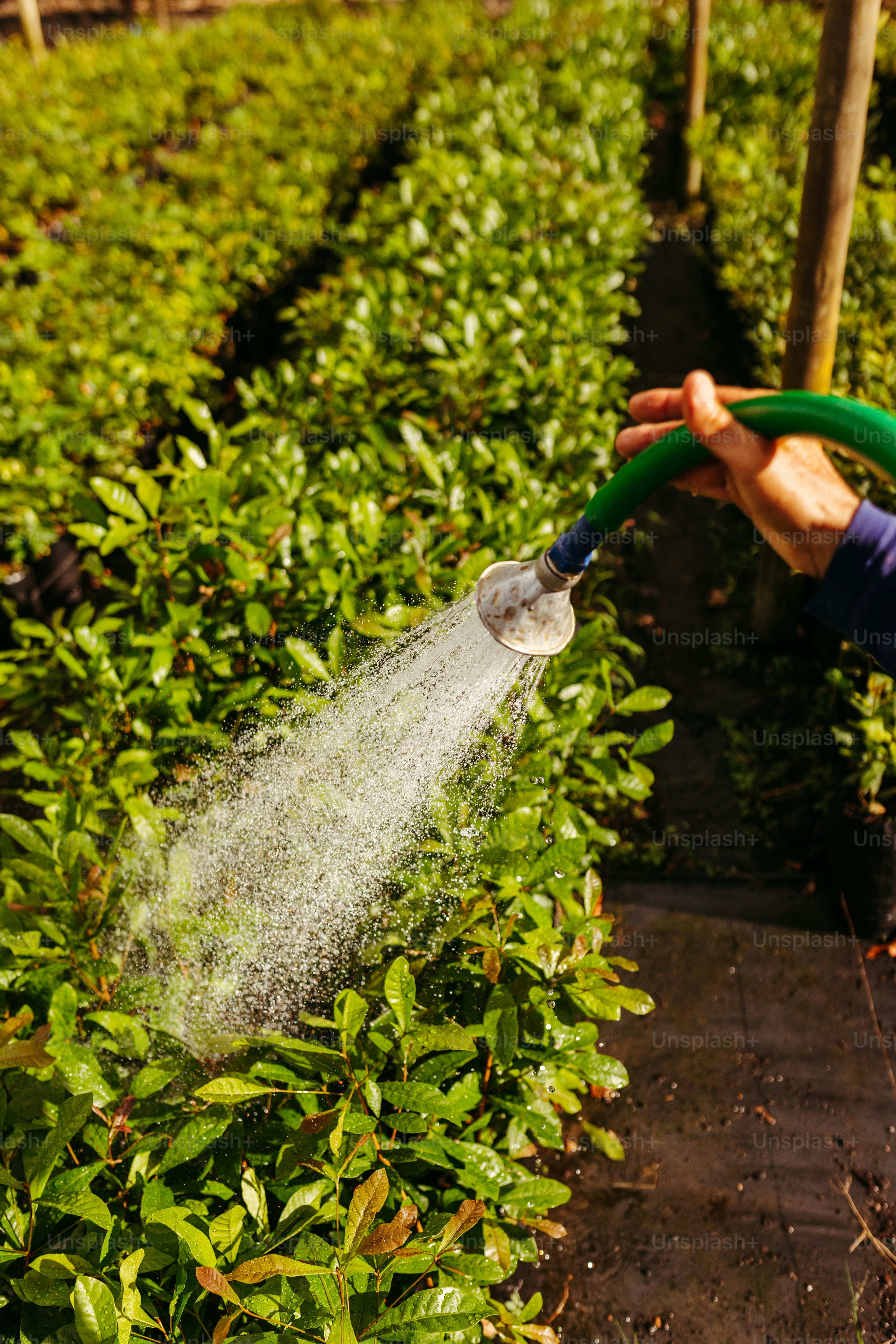 A person is spraying water on a plant photo Watering Image on Unsplash