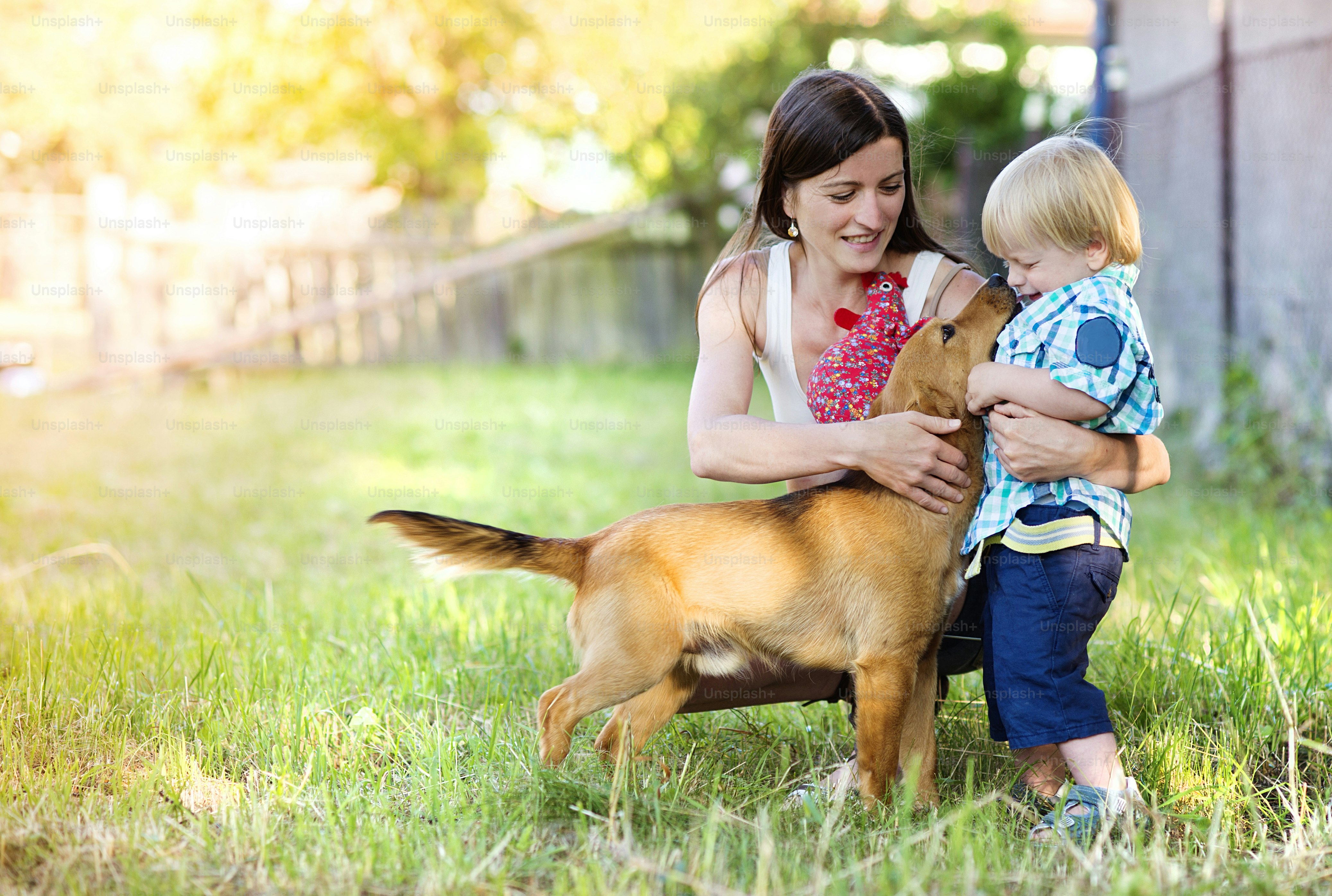 Stop Dog Barking with Simple and Effective Training Tips