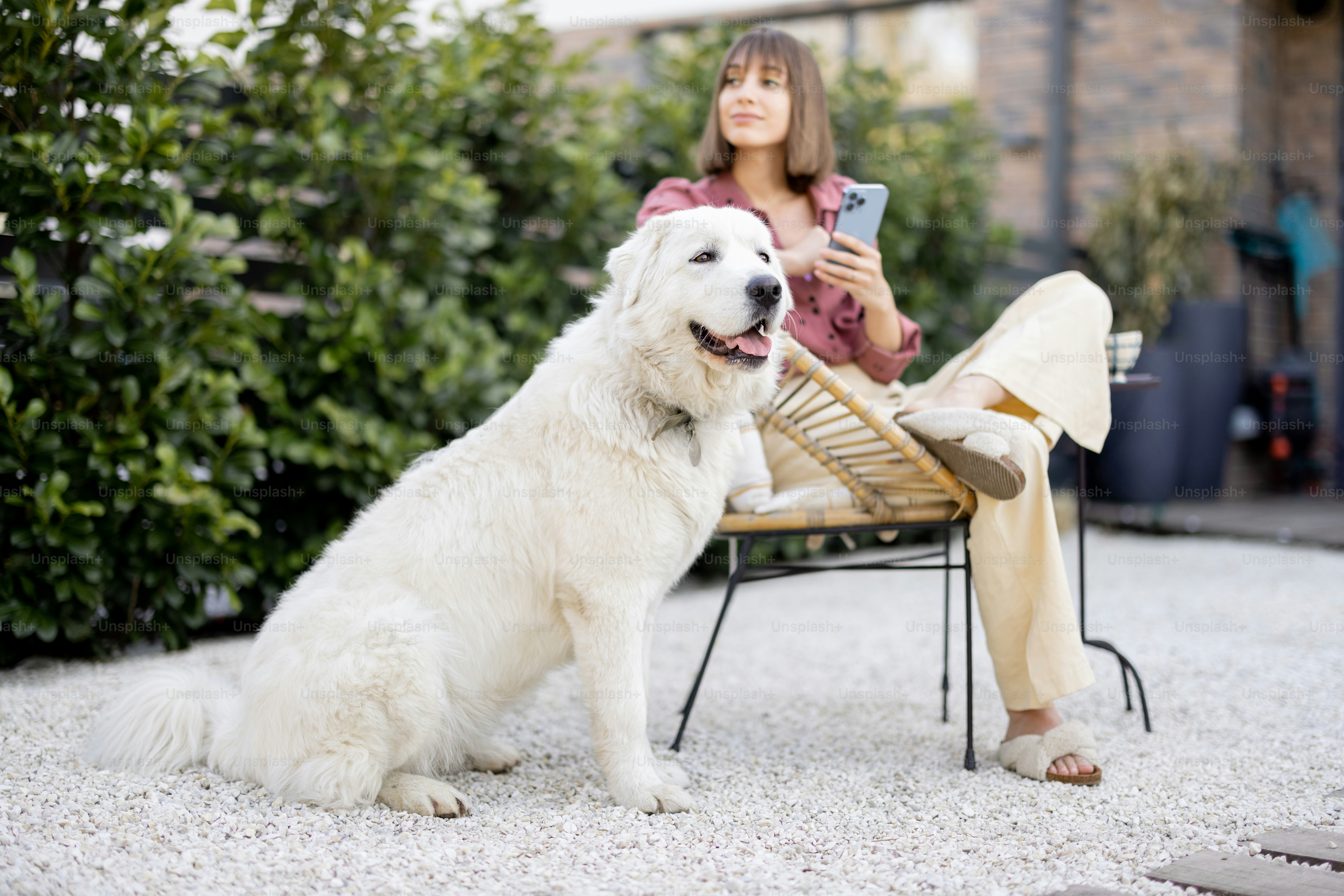 5 Post-Relocation Tips for Settling Your Pet Abroad