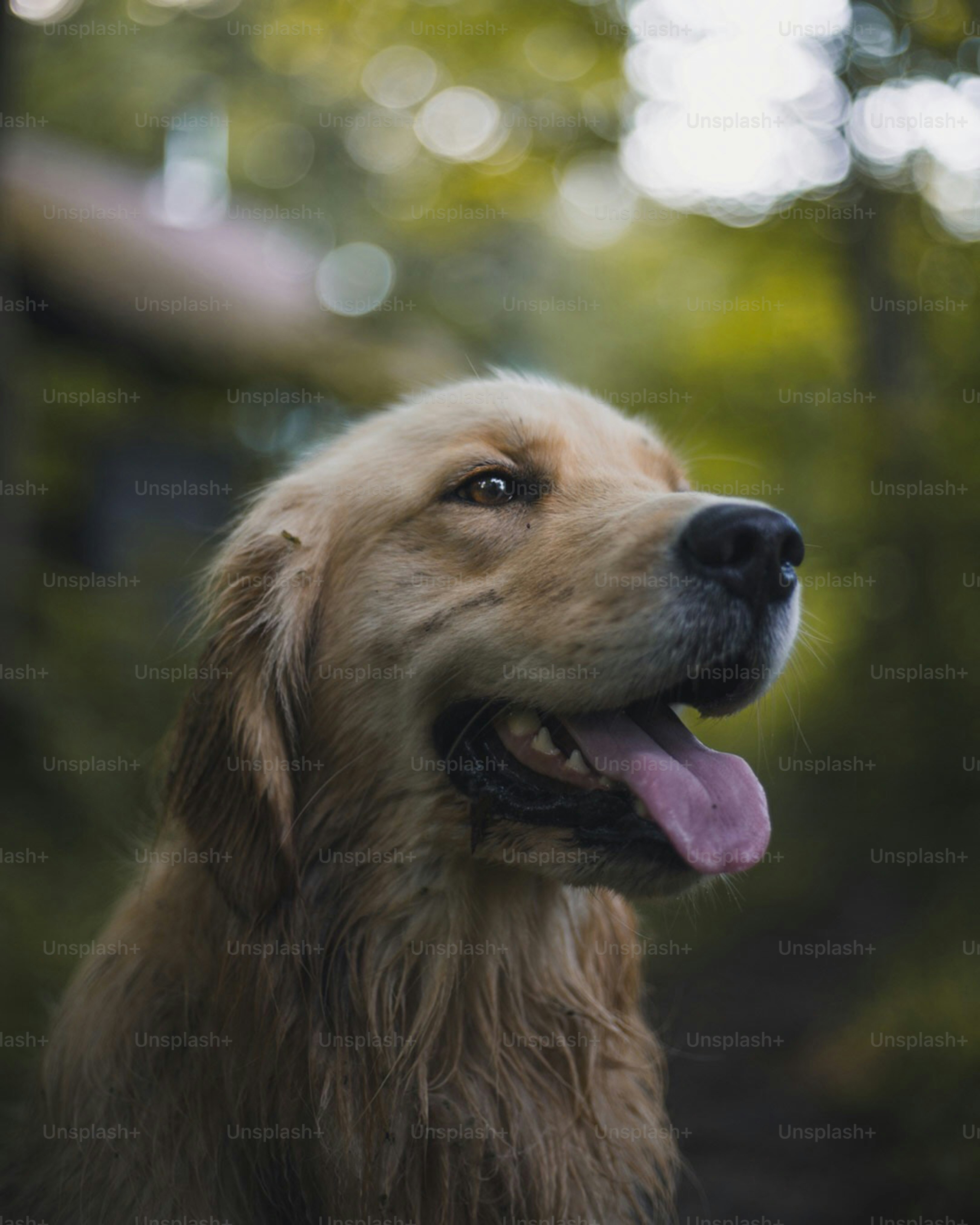 背景に木を持つ犬の接写の写真 ゴールデンレトリバー Unsplashの写真