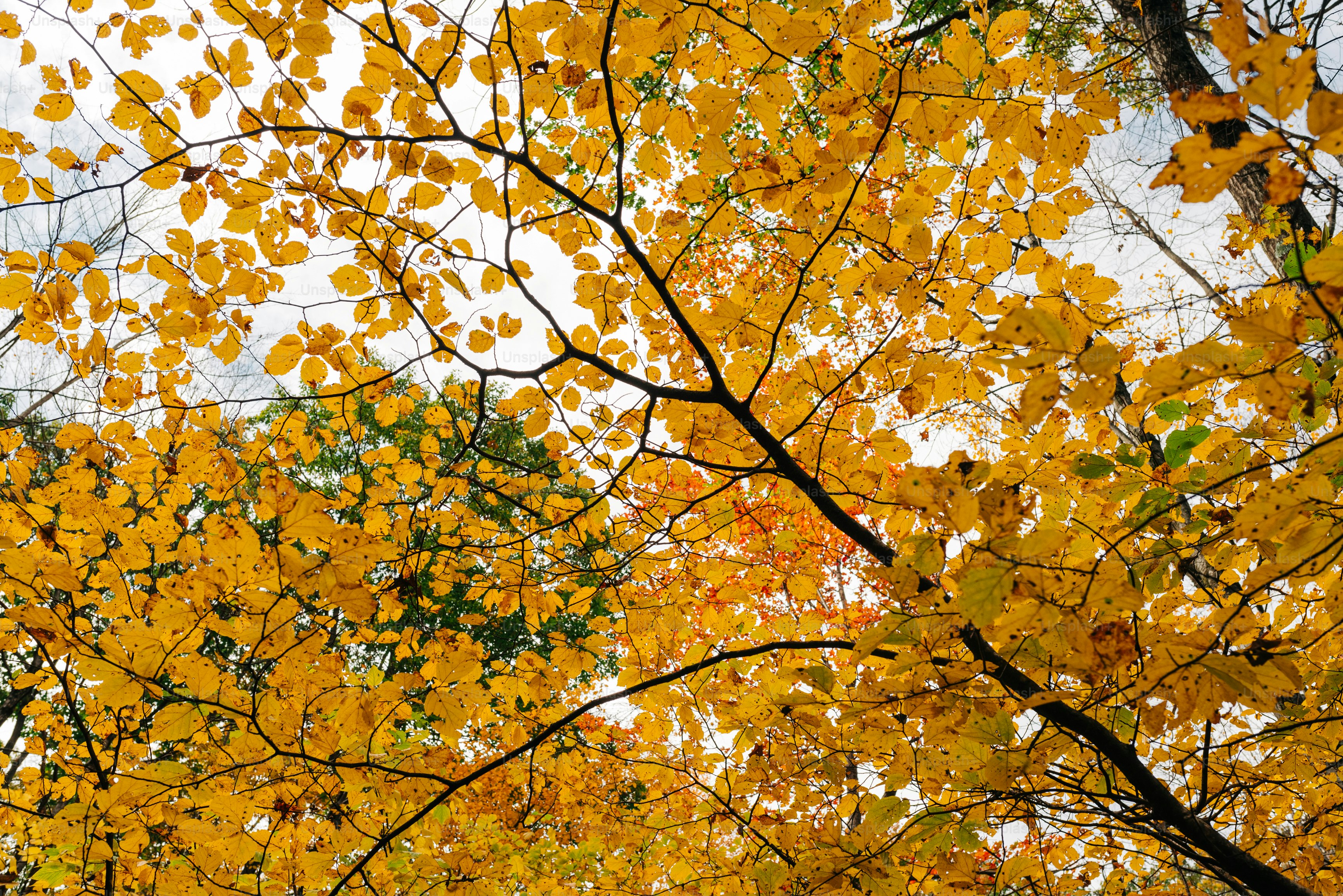 Herbstfotos machen: So fangen Sie die Magie der Jahreszeit ein