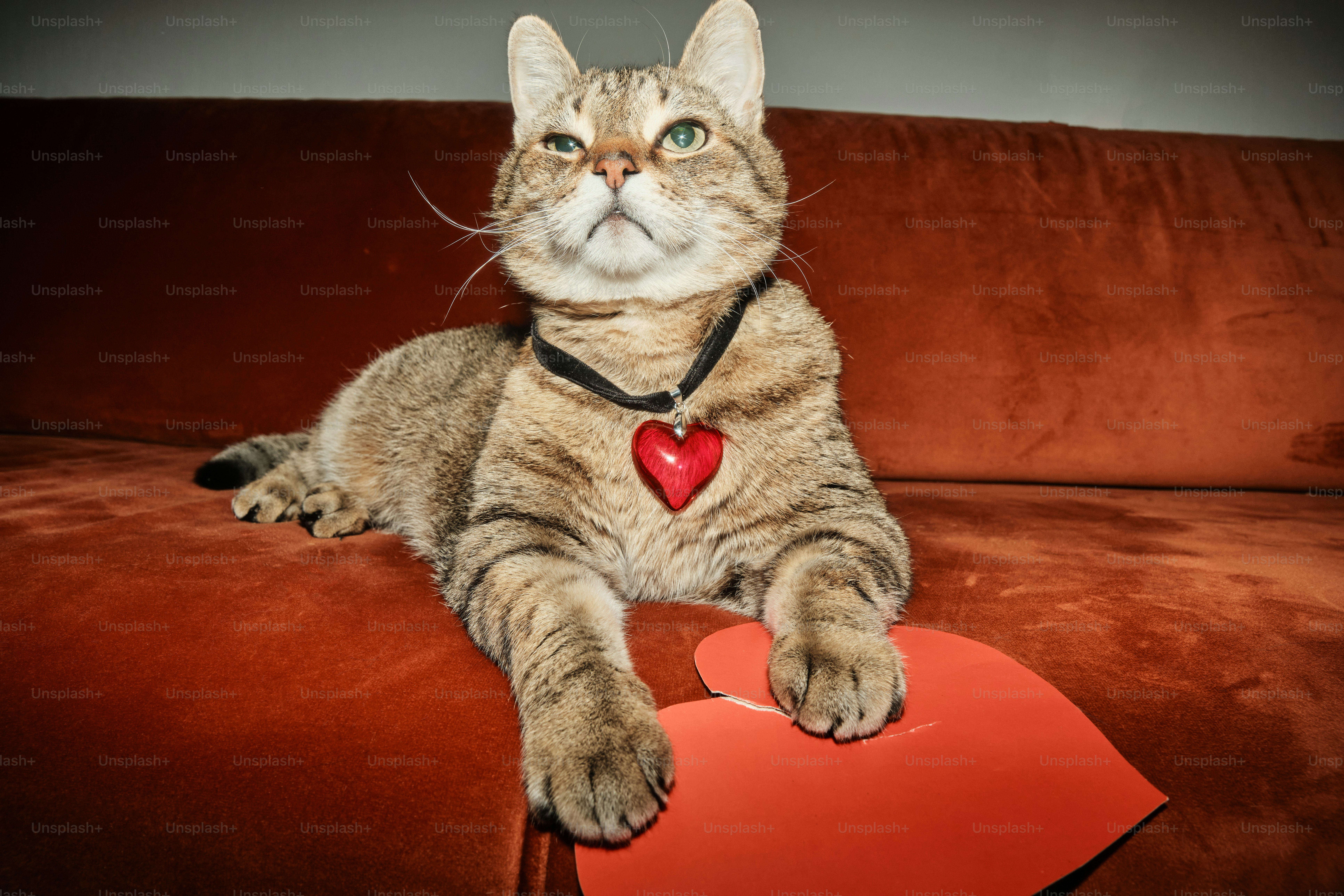 5 Training Games Cats Love in Pet Cats World