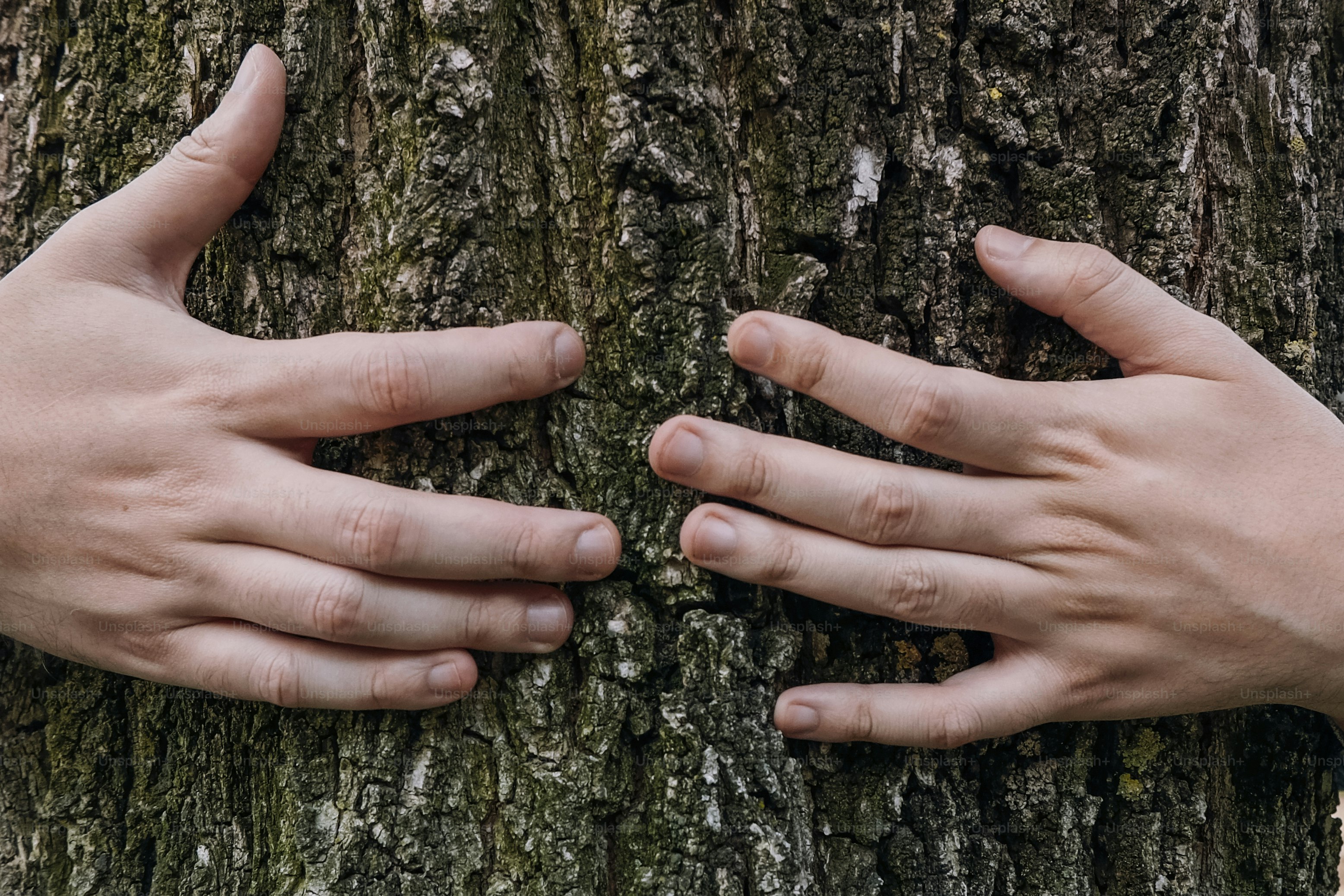 11 Myths About Oak and Sustainability Debunked