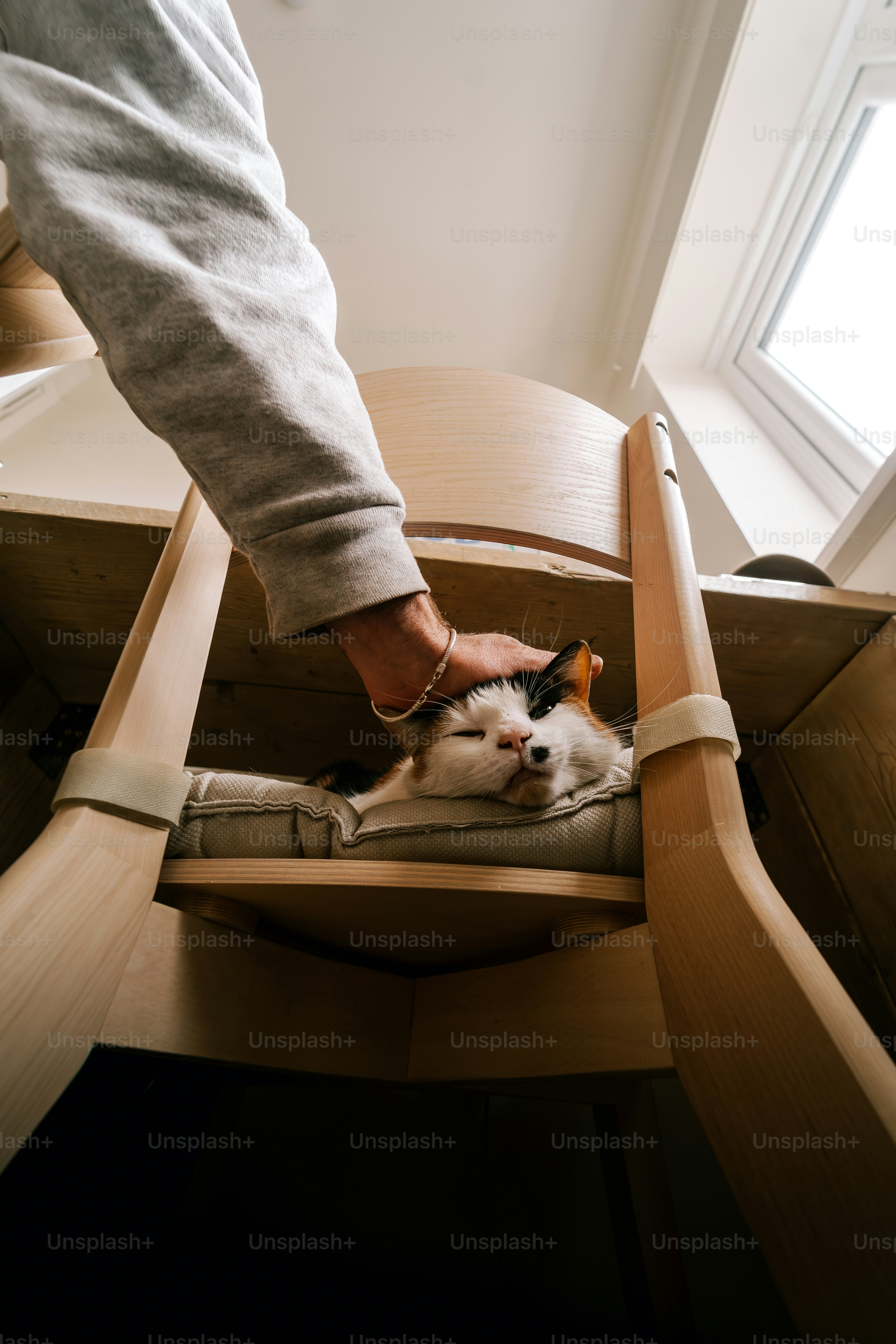8 Reasons Cats Scratch Furniture in Pet Cats World