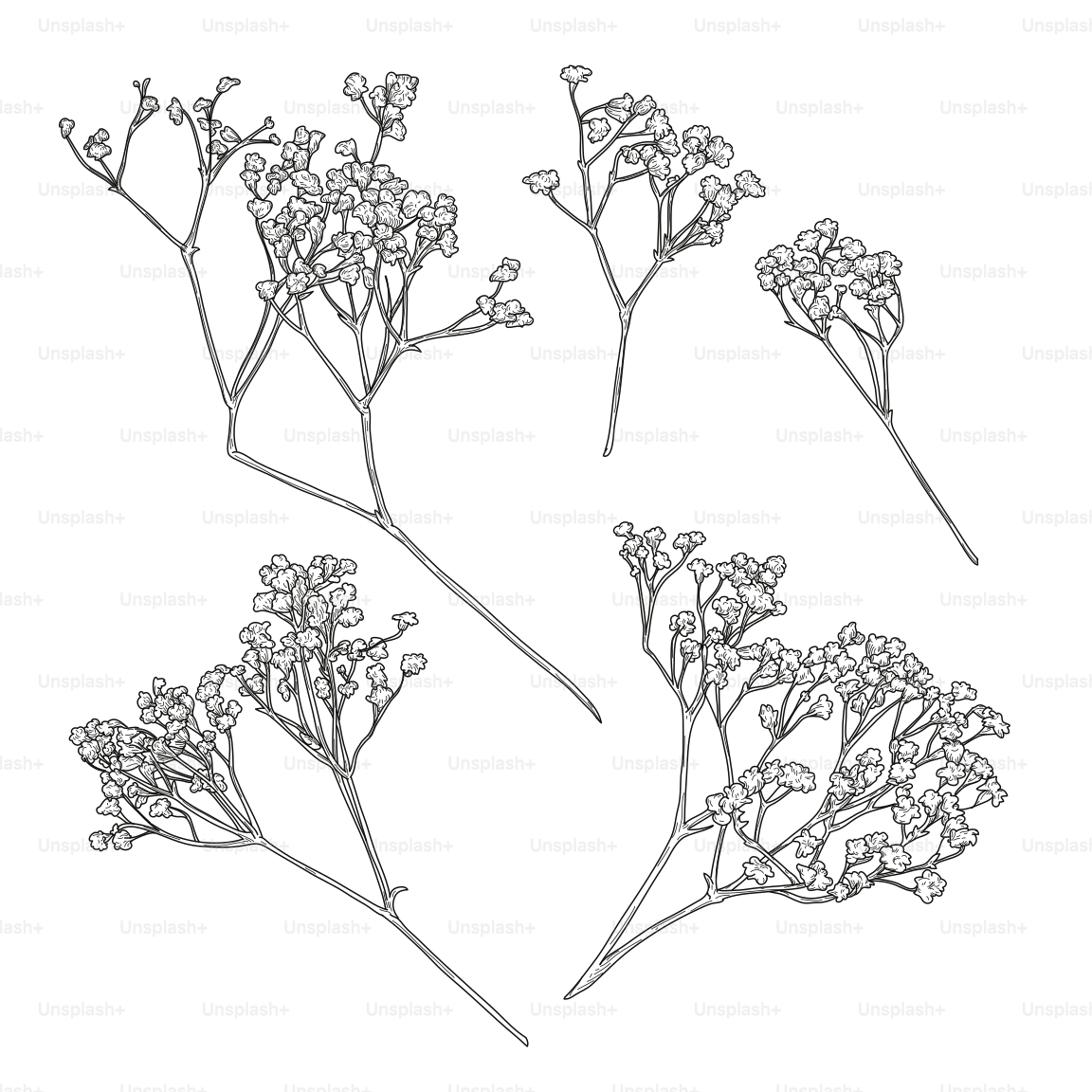 Detailed and delicate vintage look baby's breath line art elements