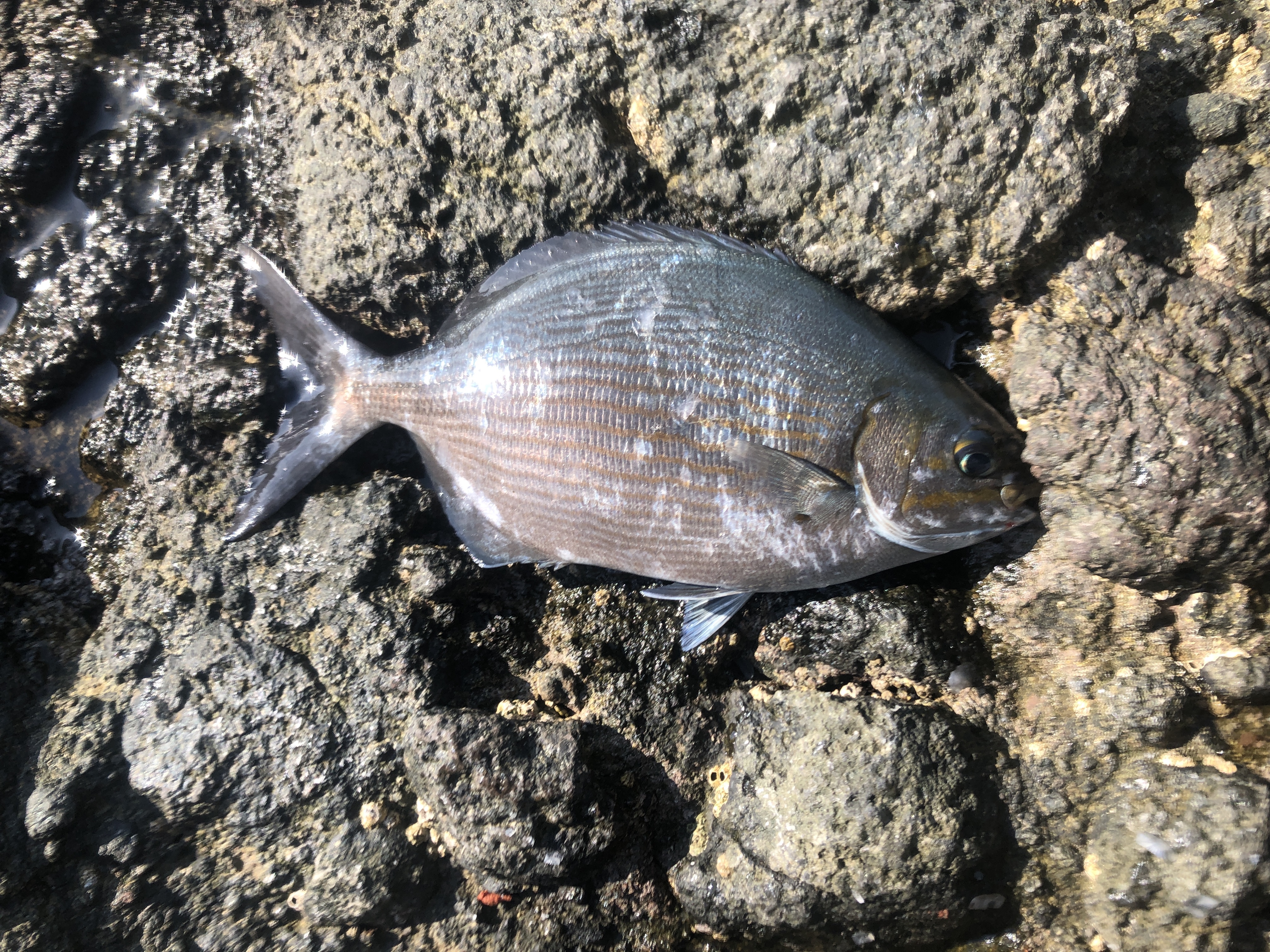 磯はいろんな釣りができるぞ！南伊豆の沖磯でフカセとルアー | PLUS F