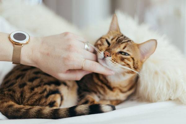 Trainingstipps für deine Katze Plusfutter.de