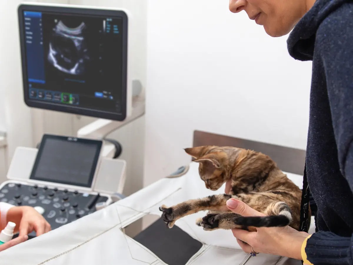 Pet Echocardiogram Cardiac Ultrasounds For Pets Plus One Vet