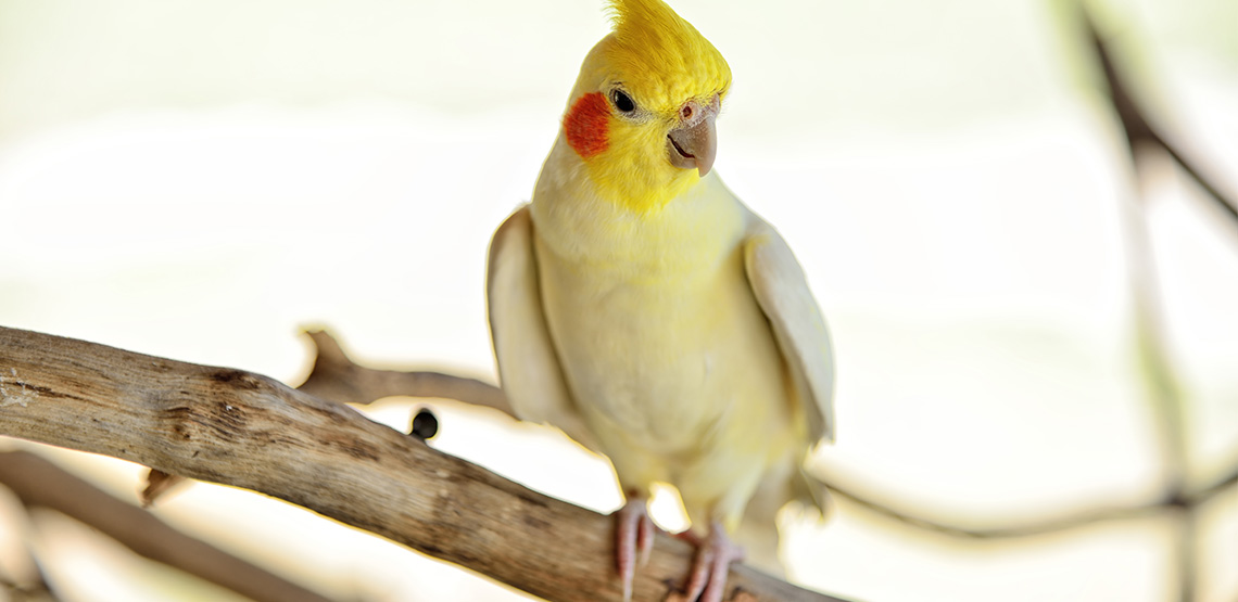 Cockatiel training songs